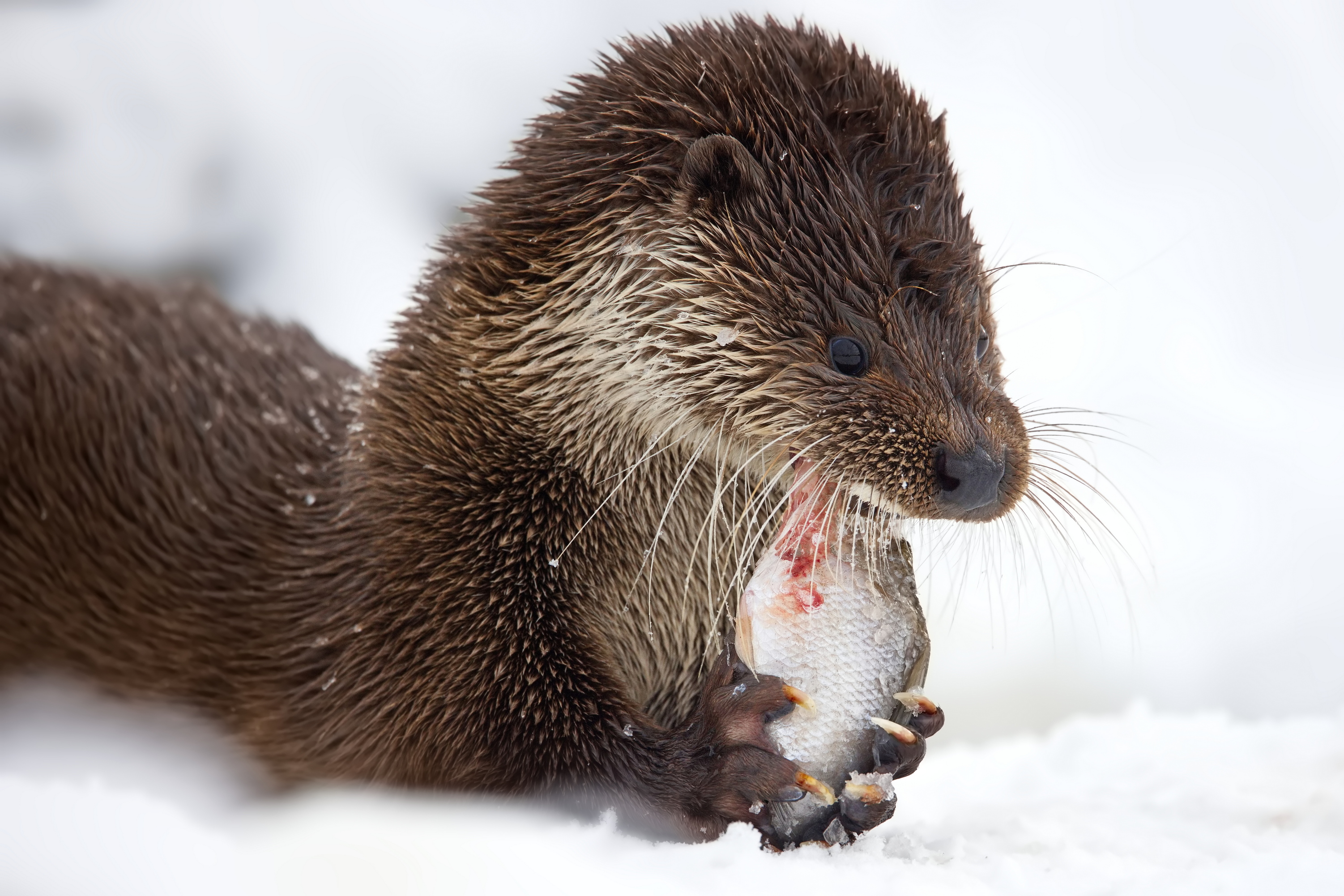 Пикник на снегу