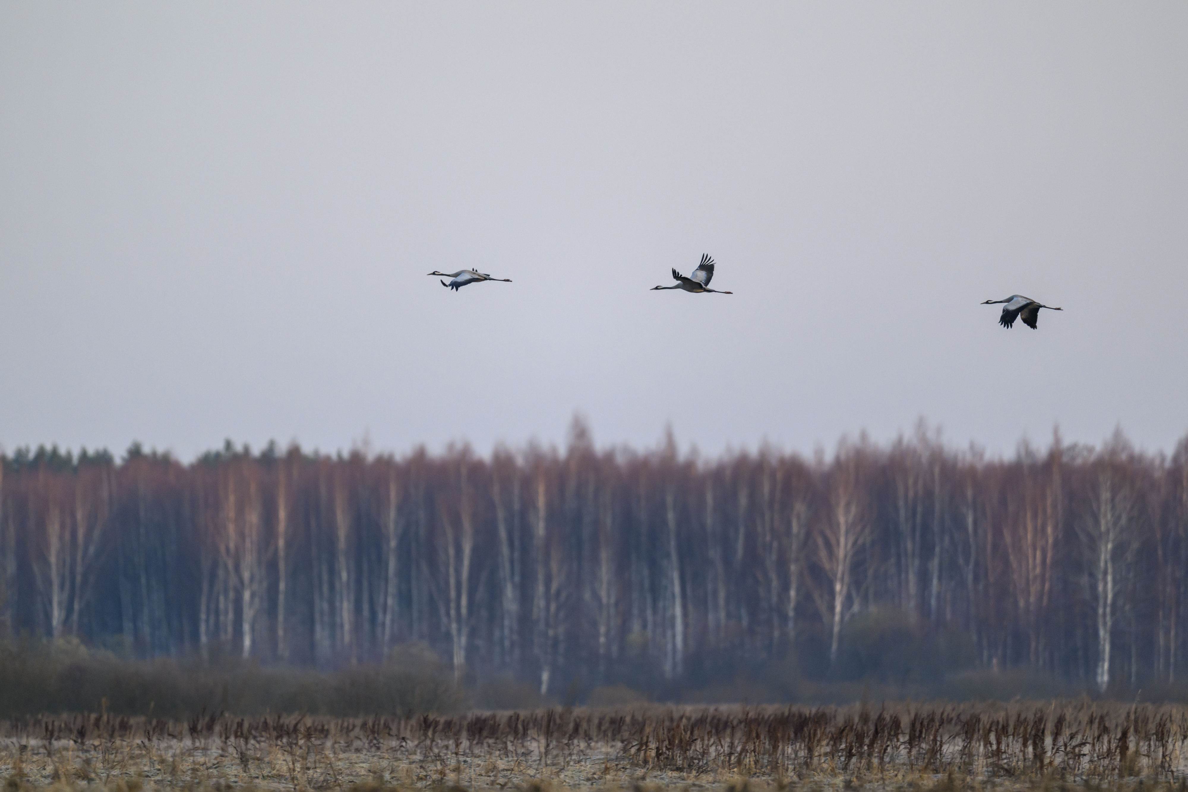 Журавли прилетели