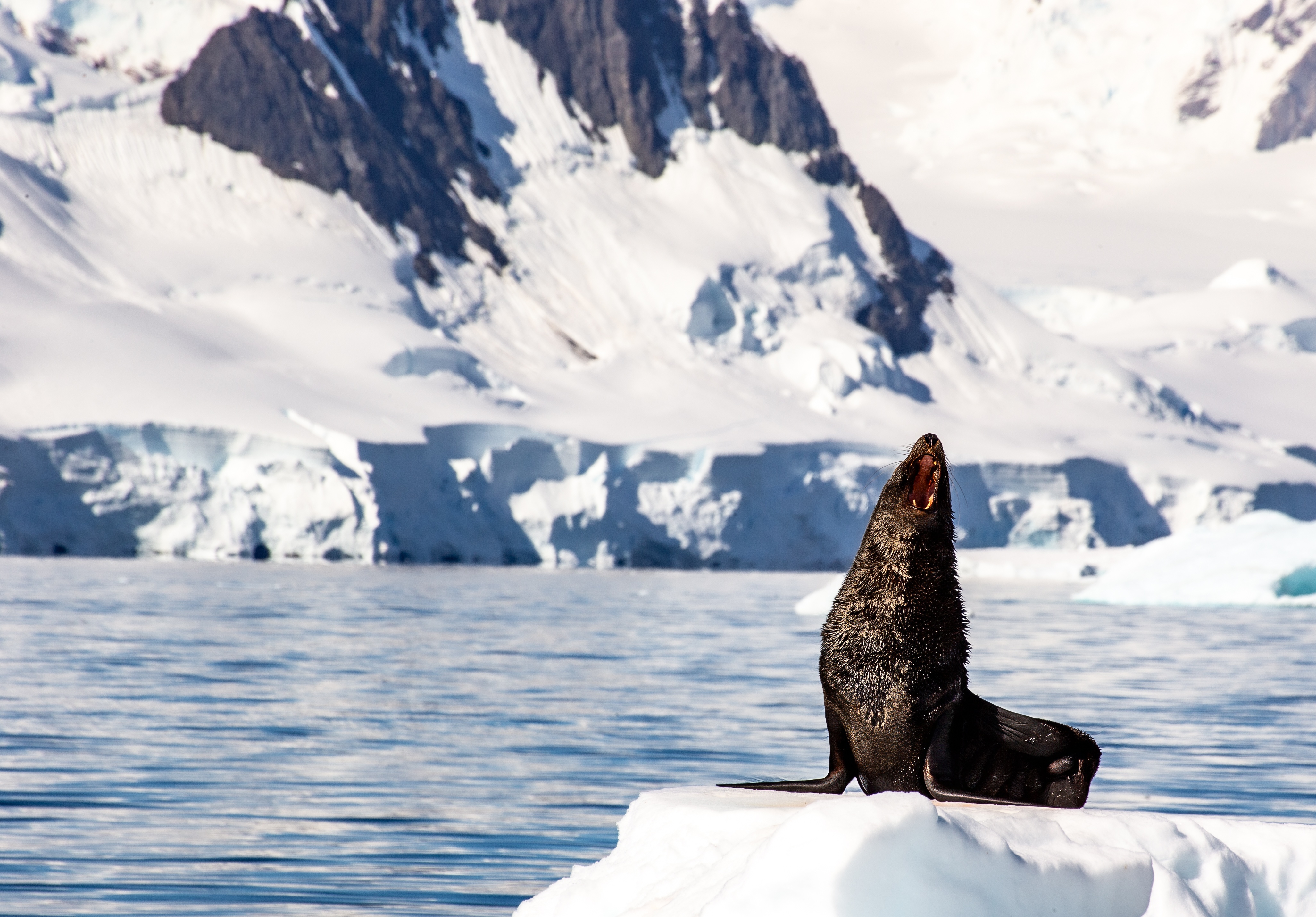 Antarctica: Утренние пробуждение!