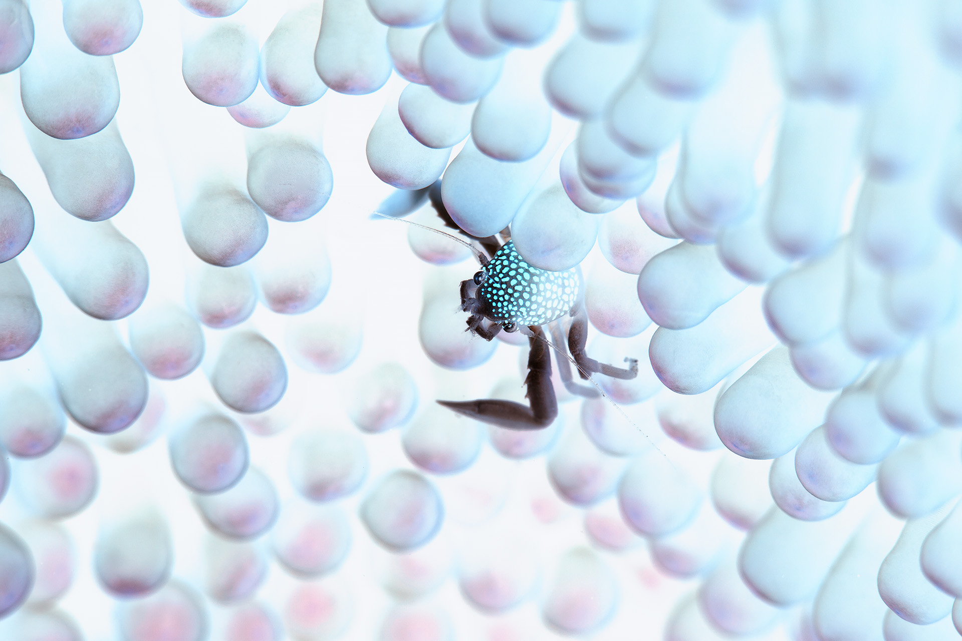 Про краба и волшебные ягоды