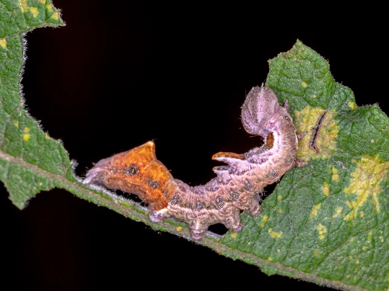 Ом–ном–ном