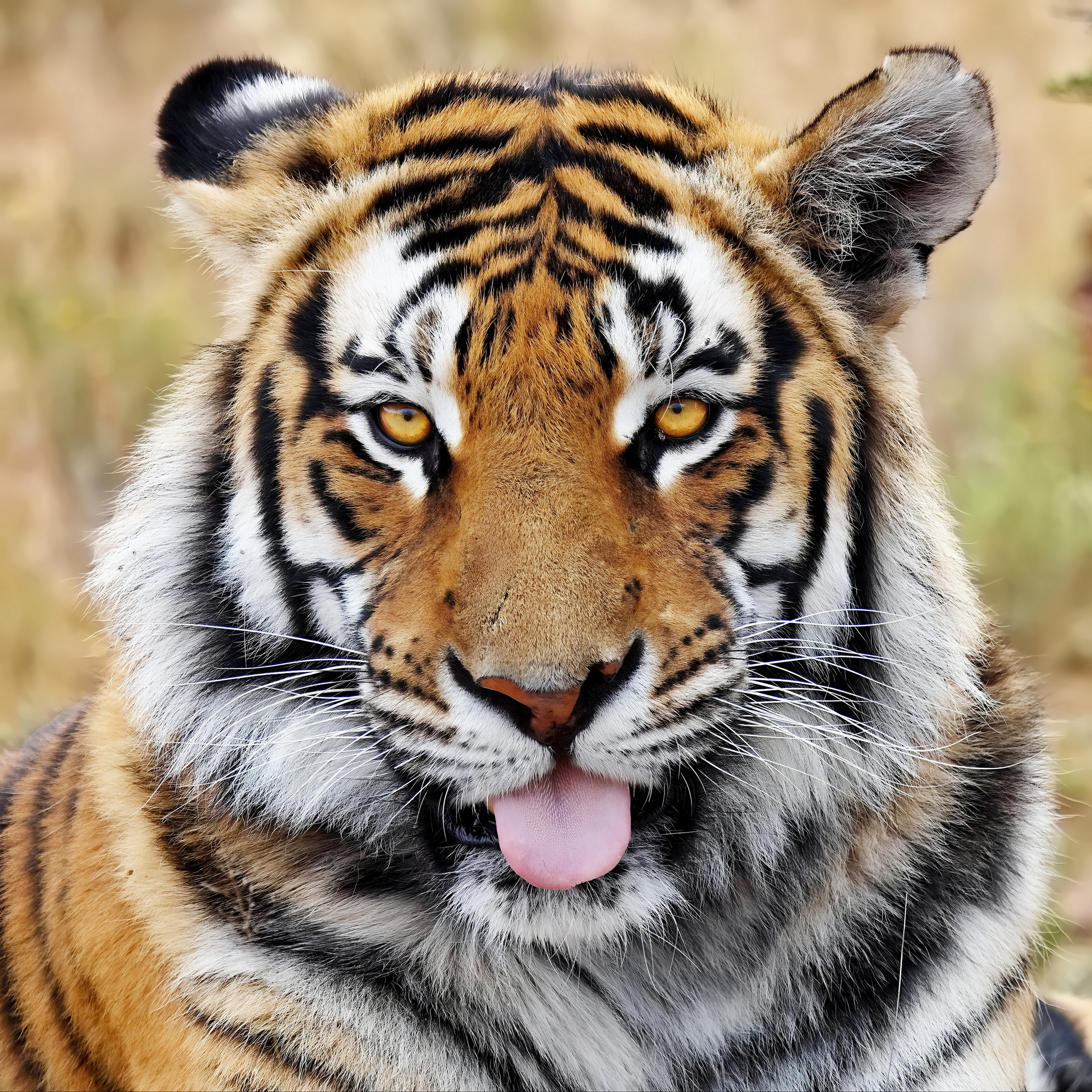 Портрет с язычком