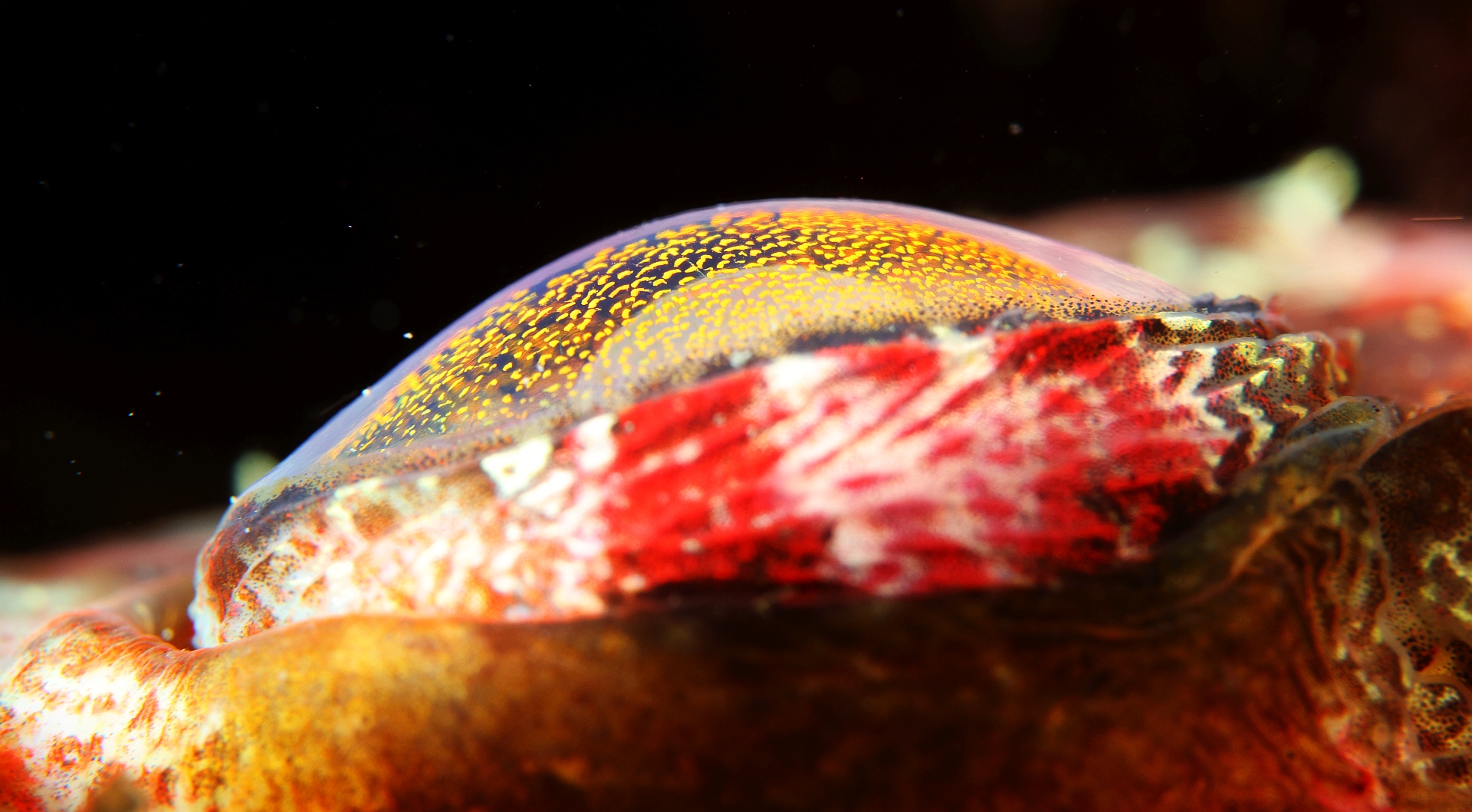 Планетарий