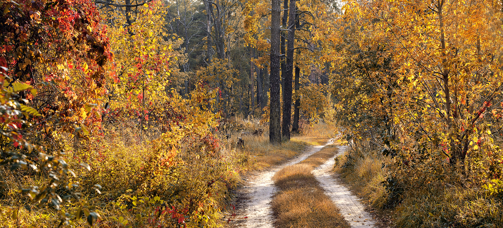 ДОРОГА В ОСЕНЬ