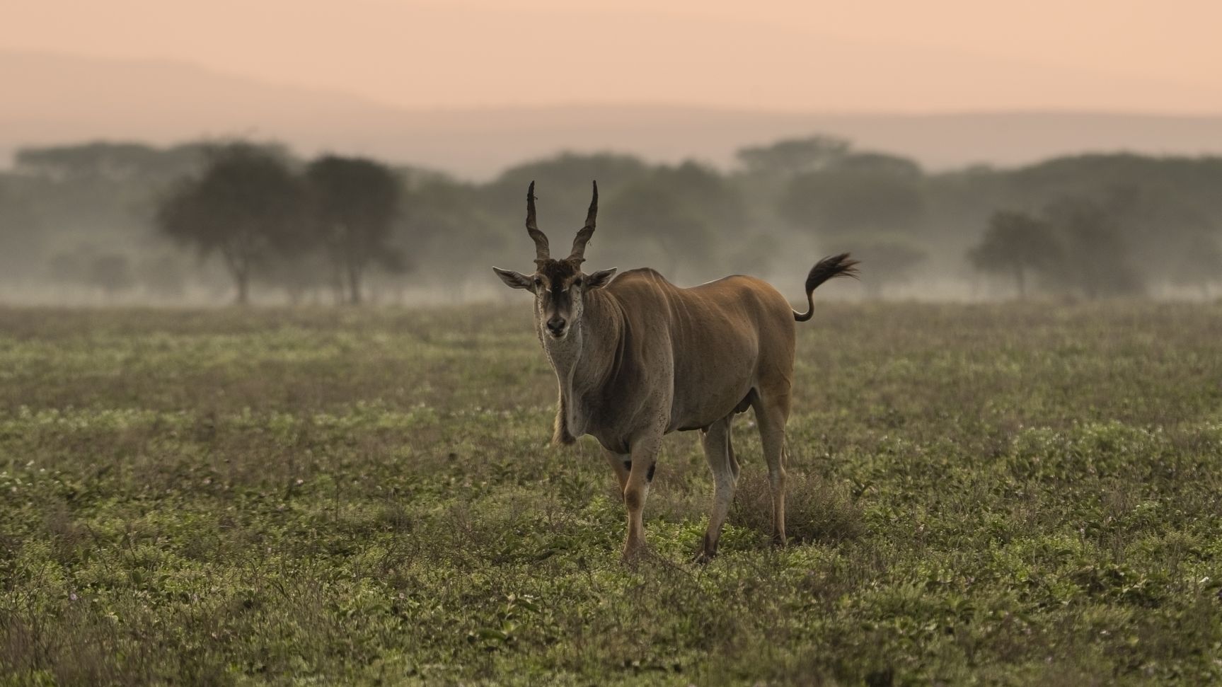 Антилопа Канна