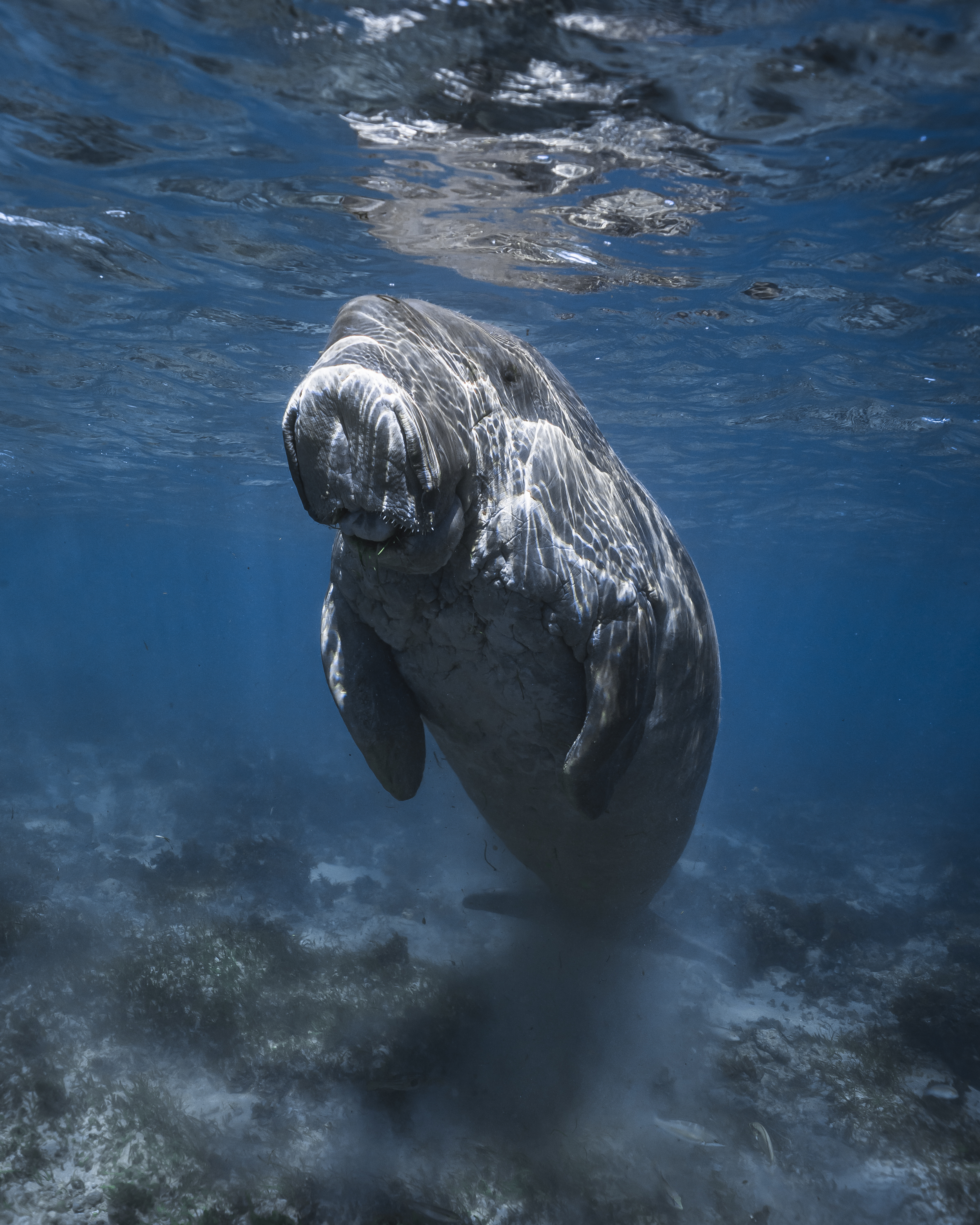 Мистер Дюгонь