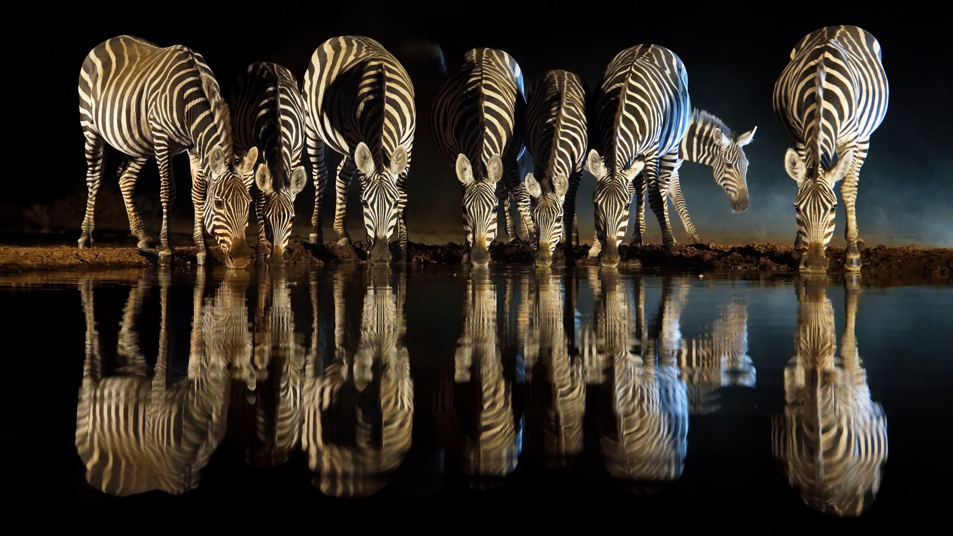 Полосатый водопой