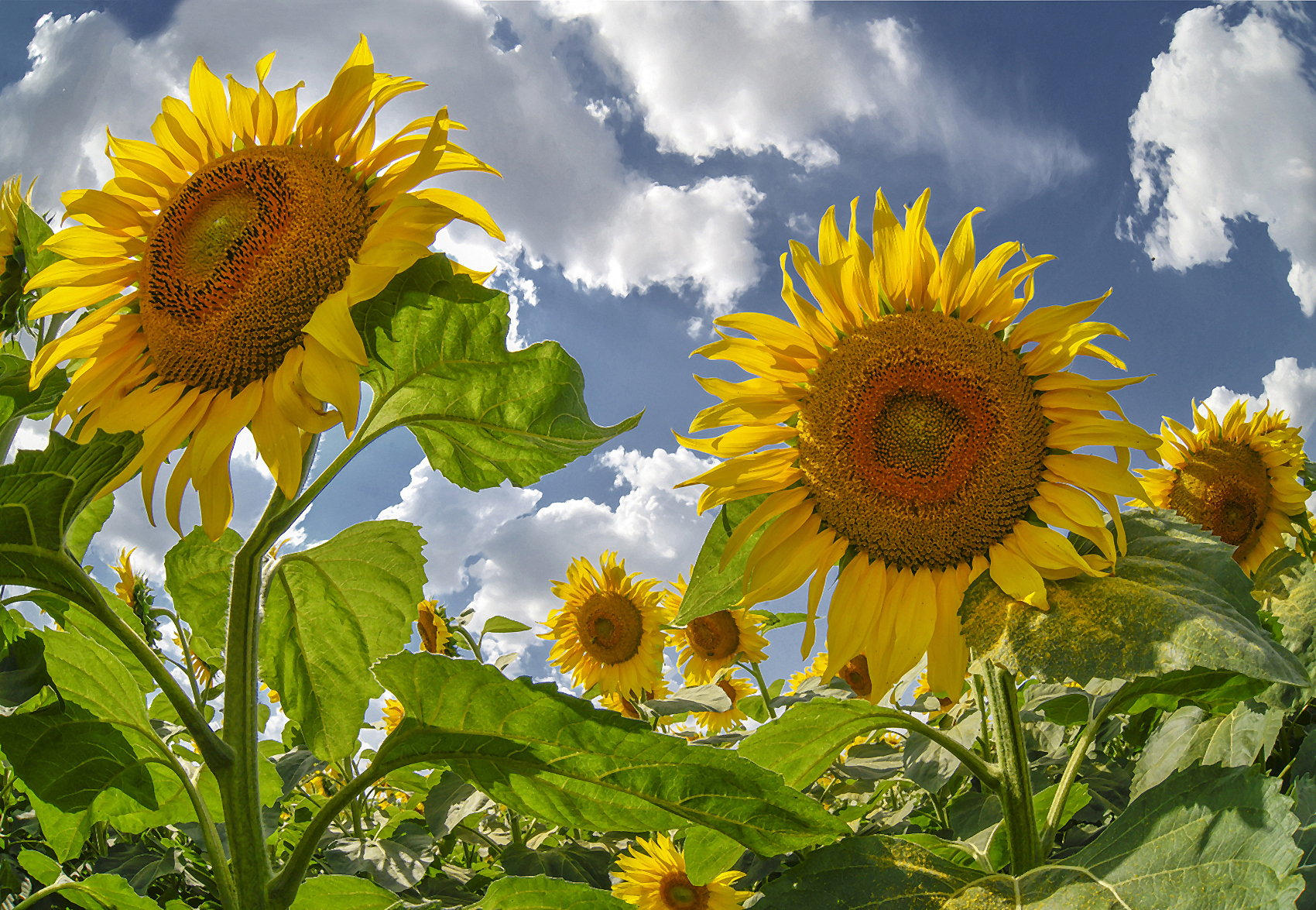 ЖЁЛТЫЙ  АВГУСТ