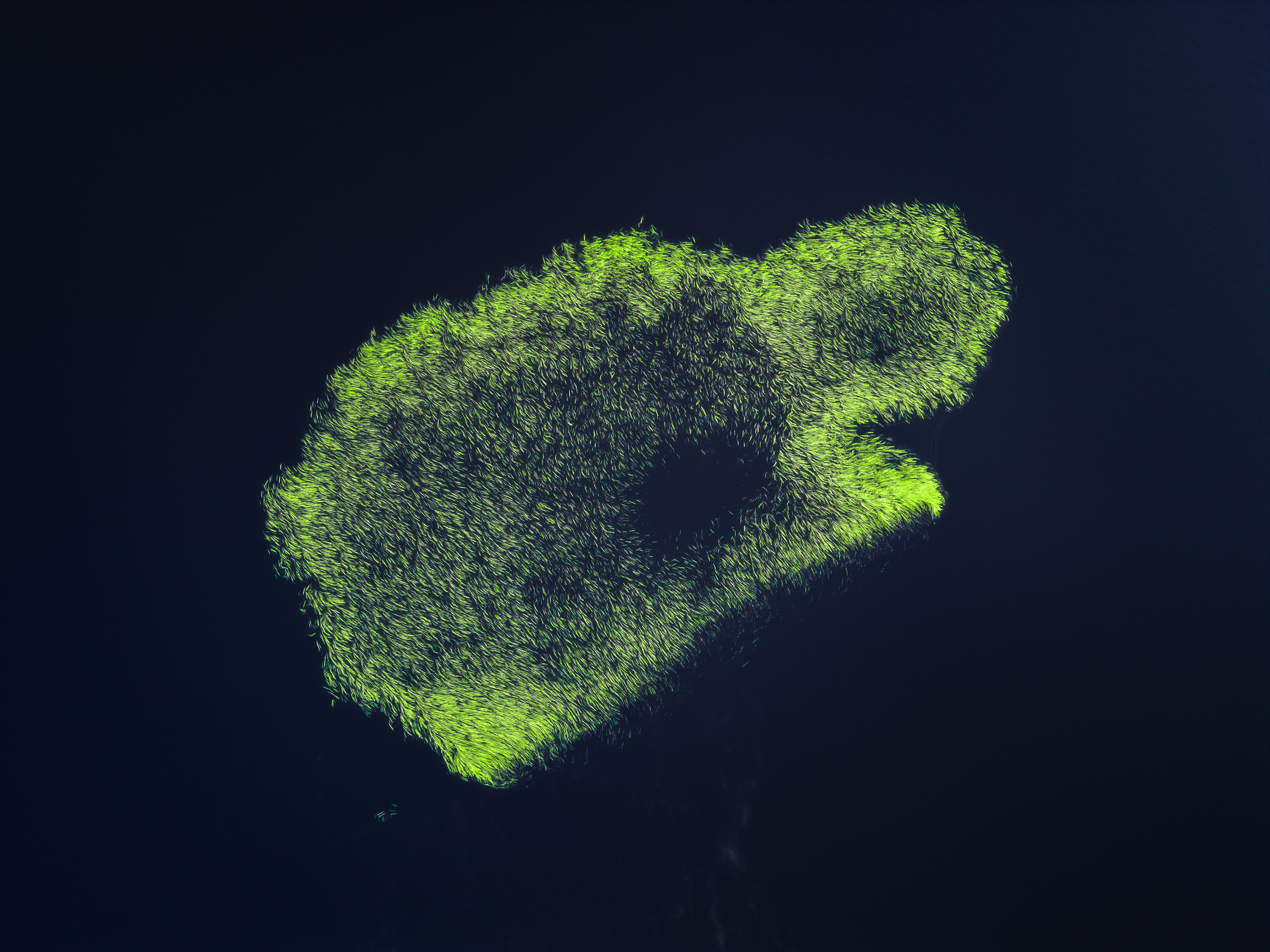 Черепаха озера Кадам