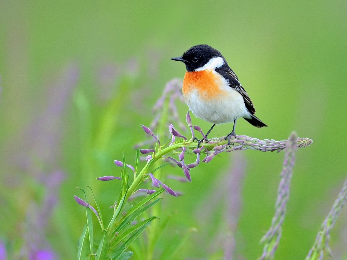 Черноголовка