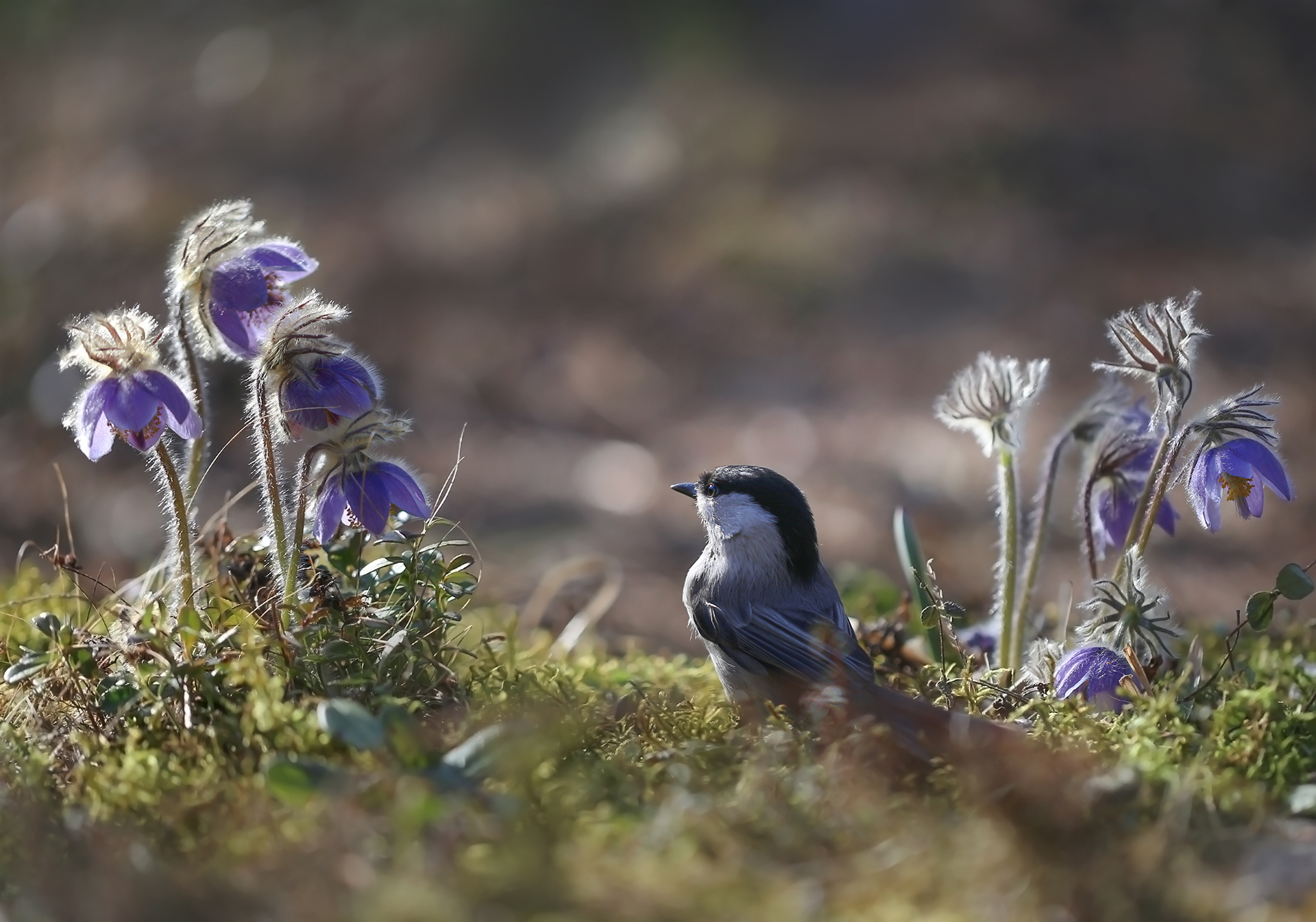 Гайкина весна