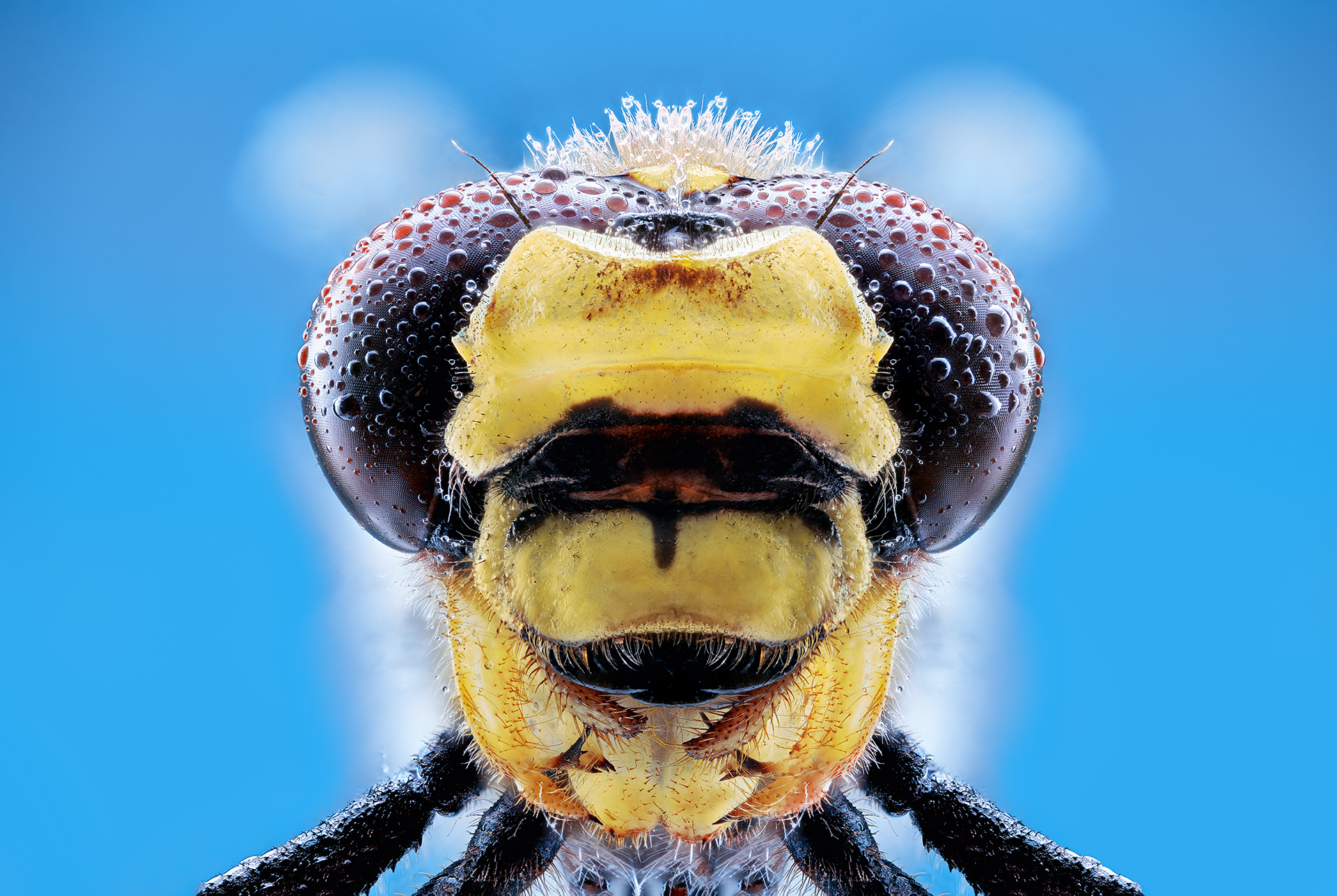 Желтая стрекоза