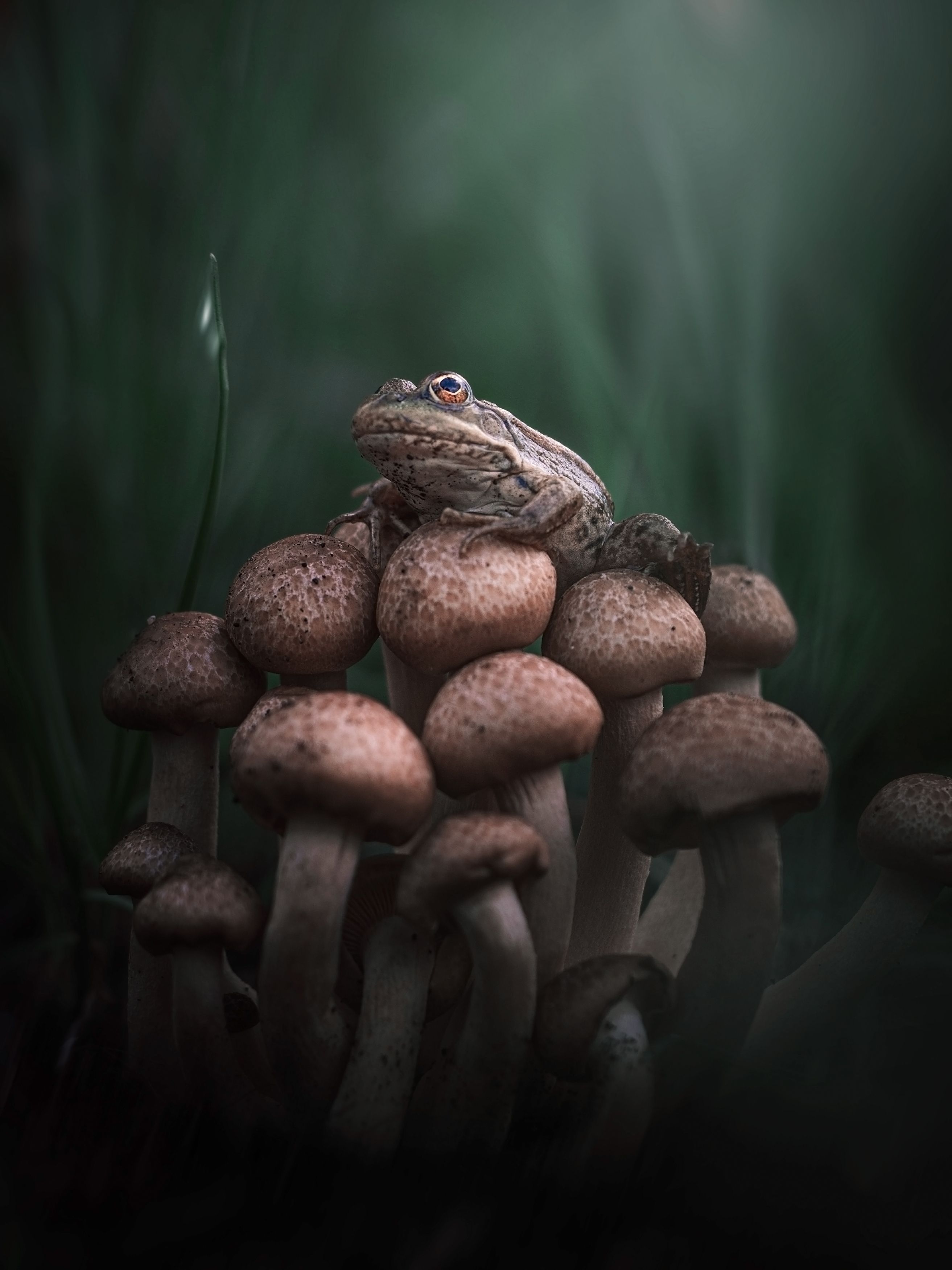 Мечты мечты...