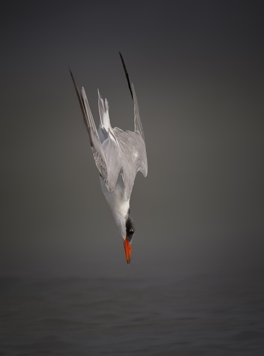 Без колебаний