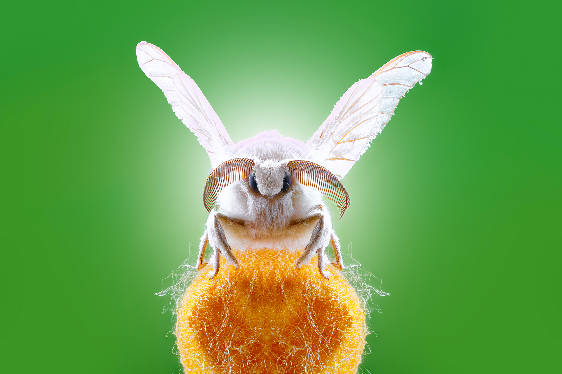 появляться