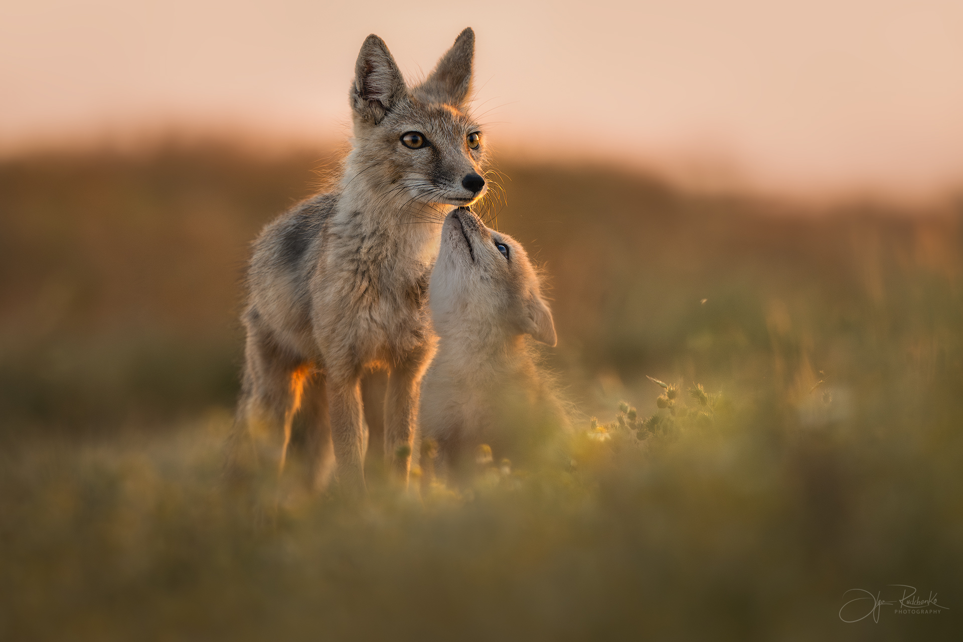 Когда трава касалась неба..