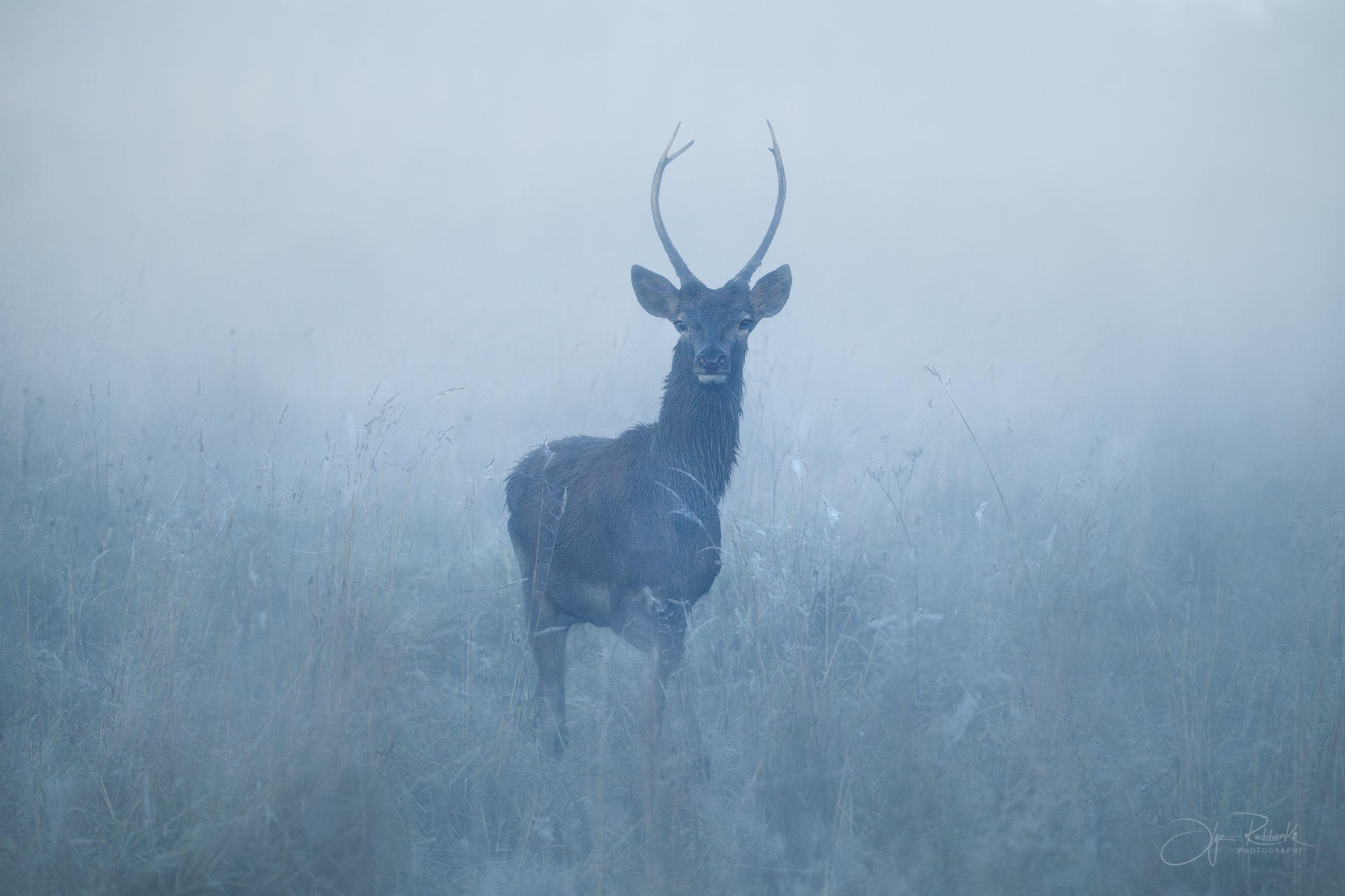 Утренние грезы