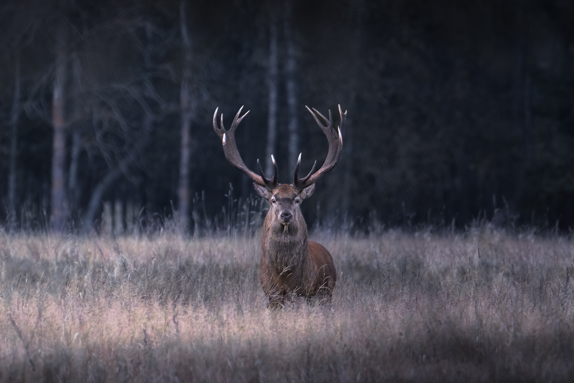 Это первый*