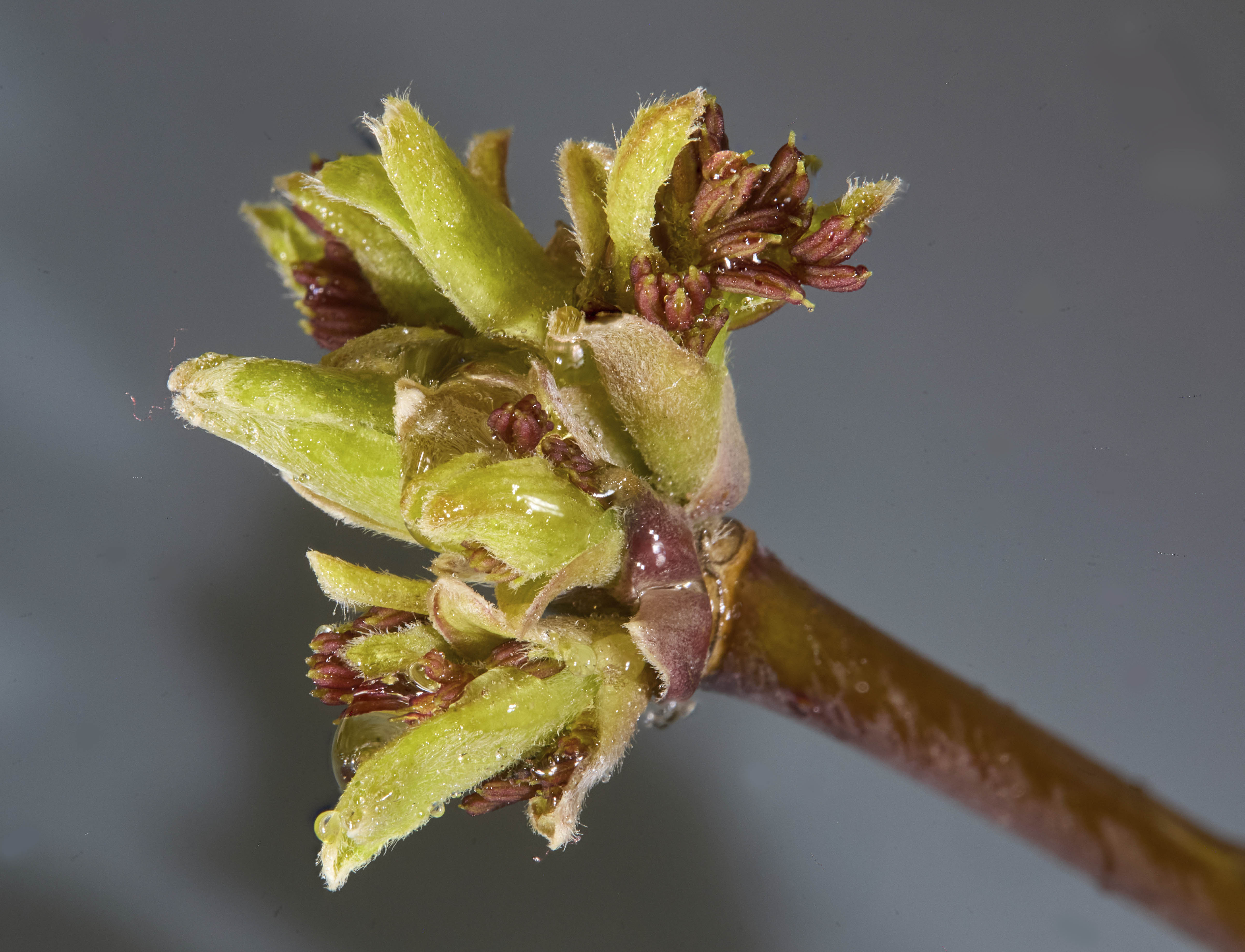 Весенний росток