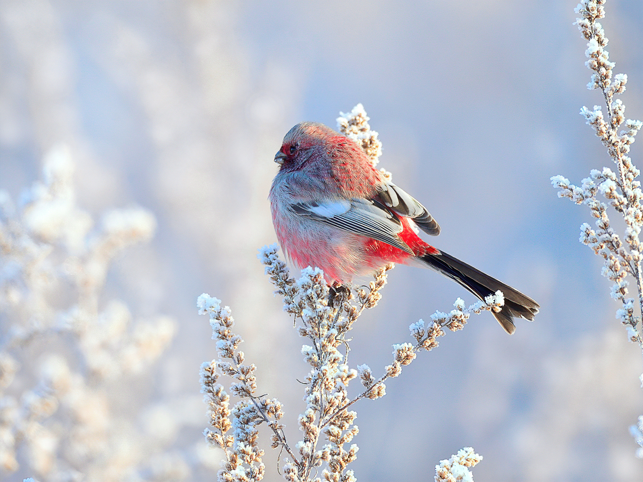 На зимнем лугу