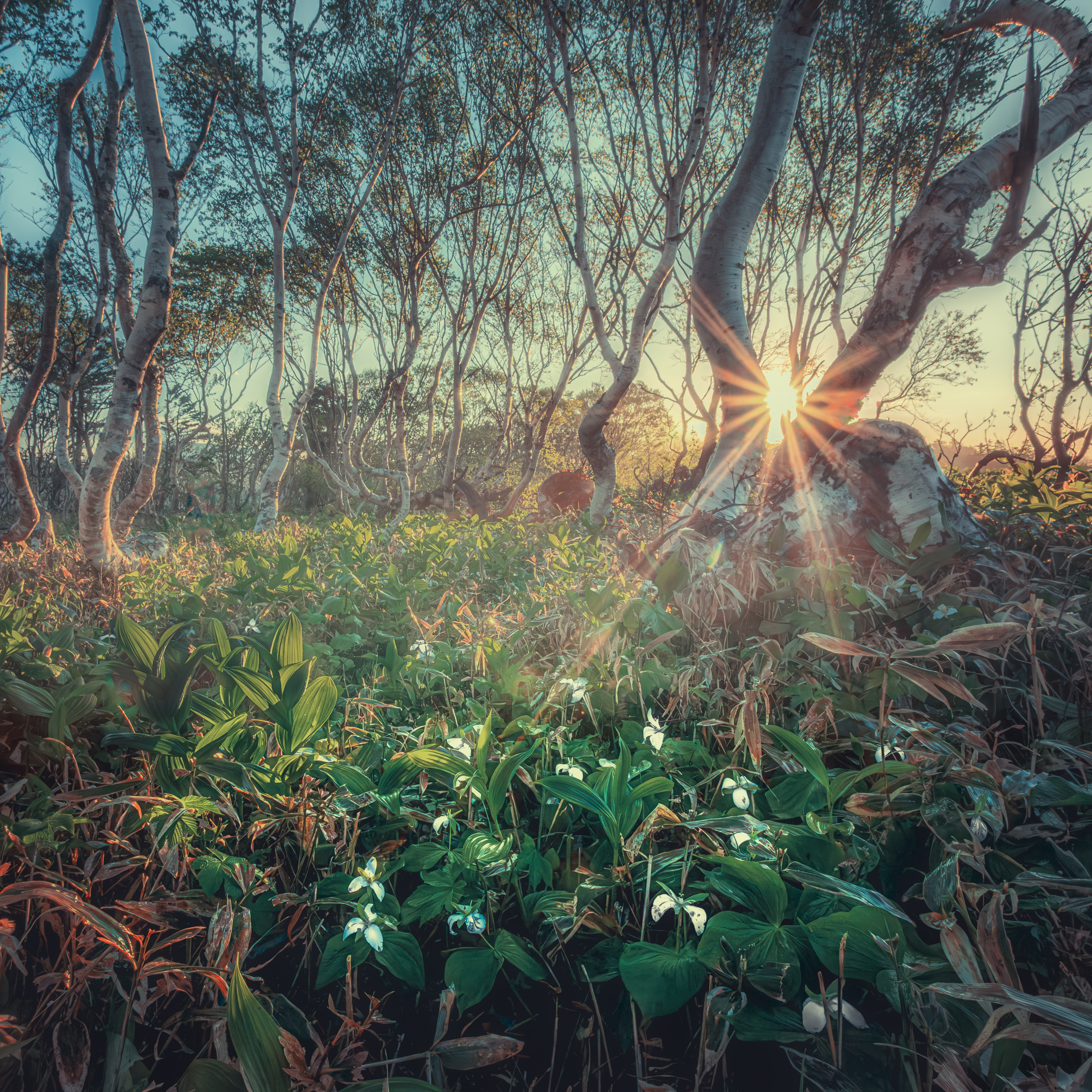 Таинственный лес на Кунашире