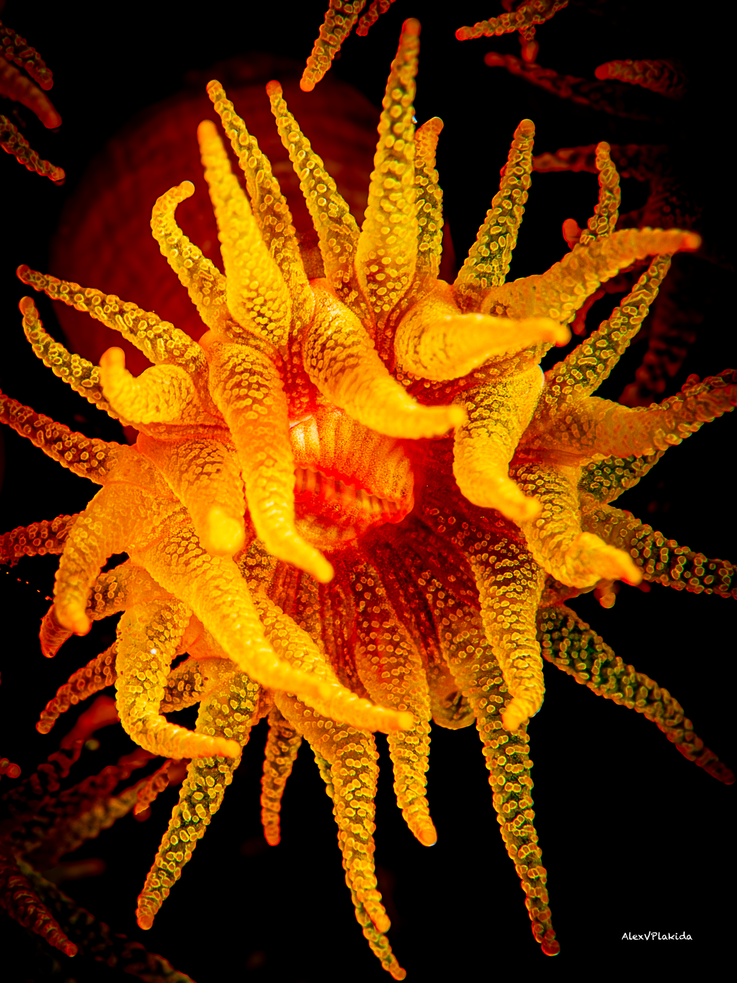 Победа Голубого океана в «Красном + Жёлтом»