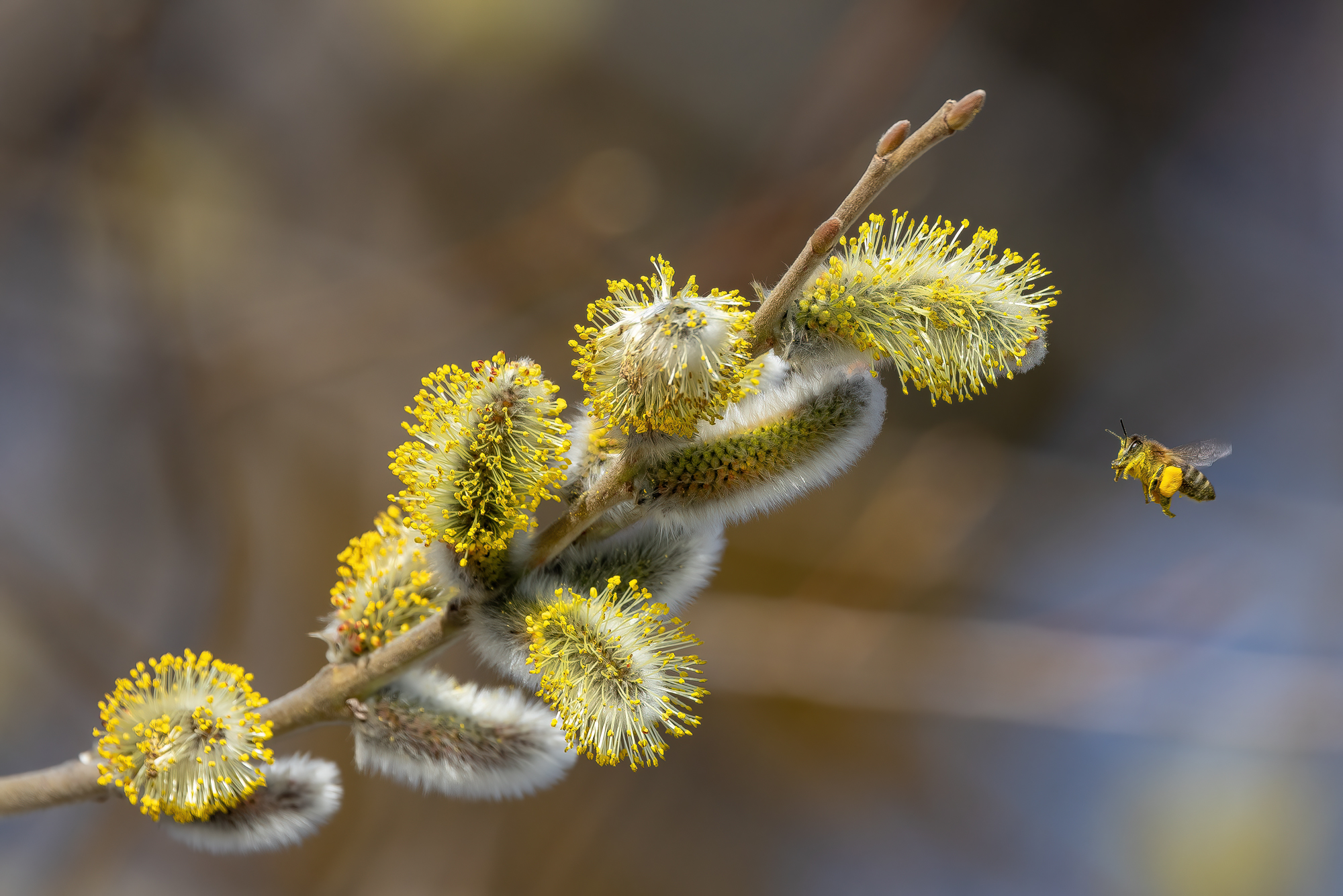 за нектаром