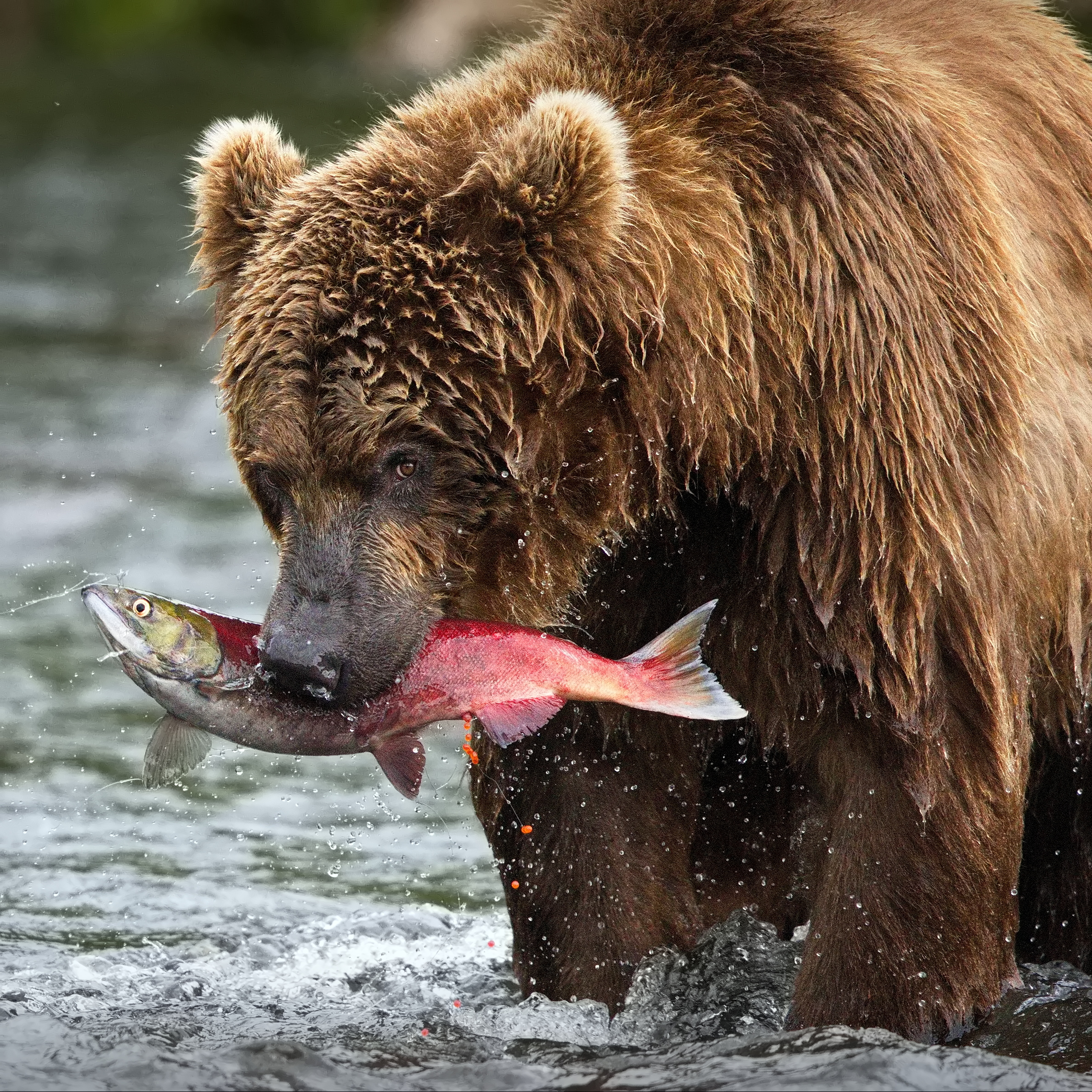 Идеальная добыча