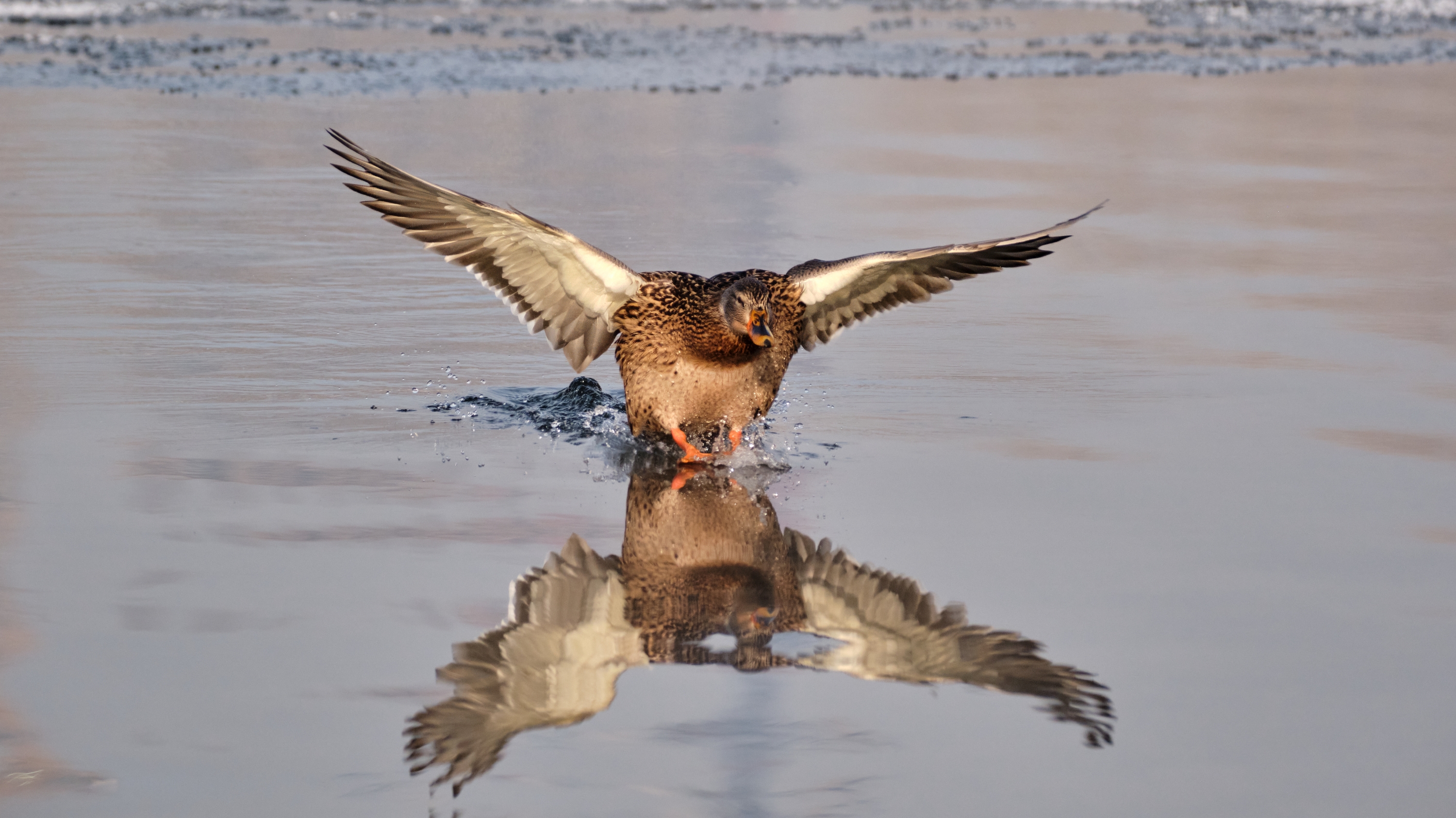 Приводнение