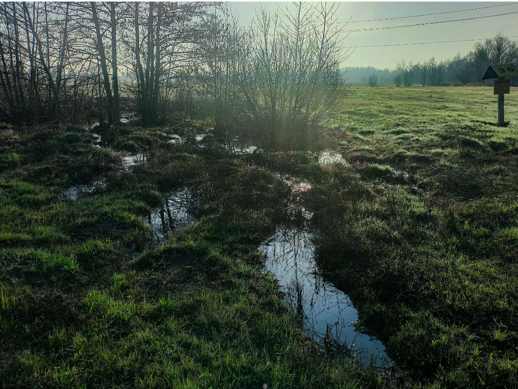 Деревенское утро