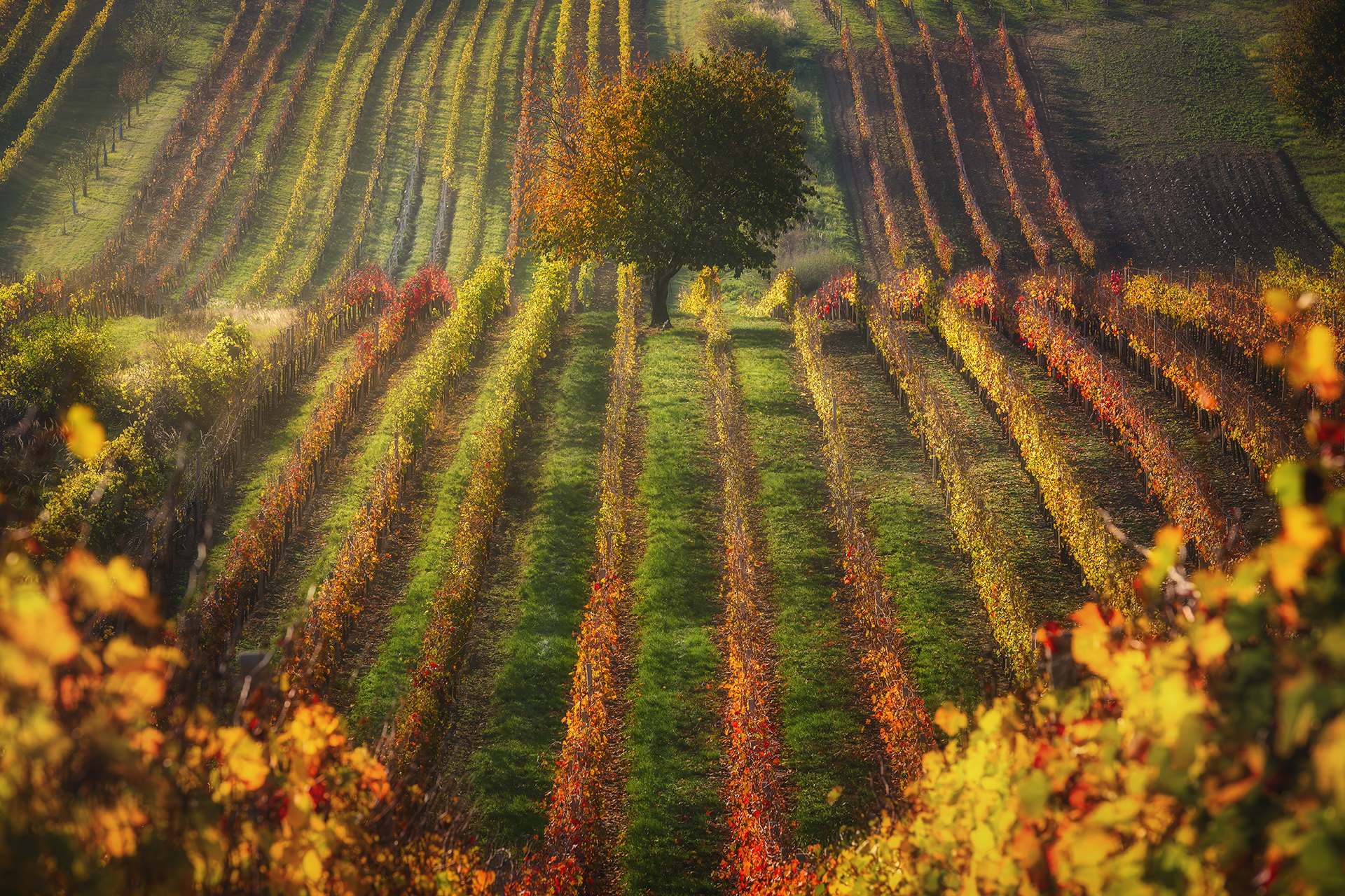 Осень в Южной Моравии