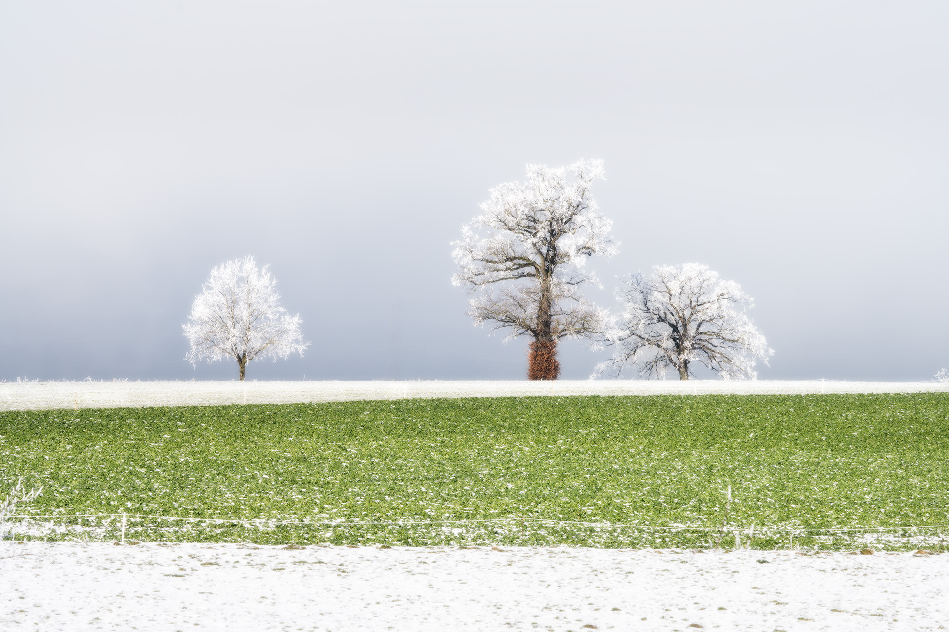 Три товарища