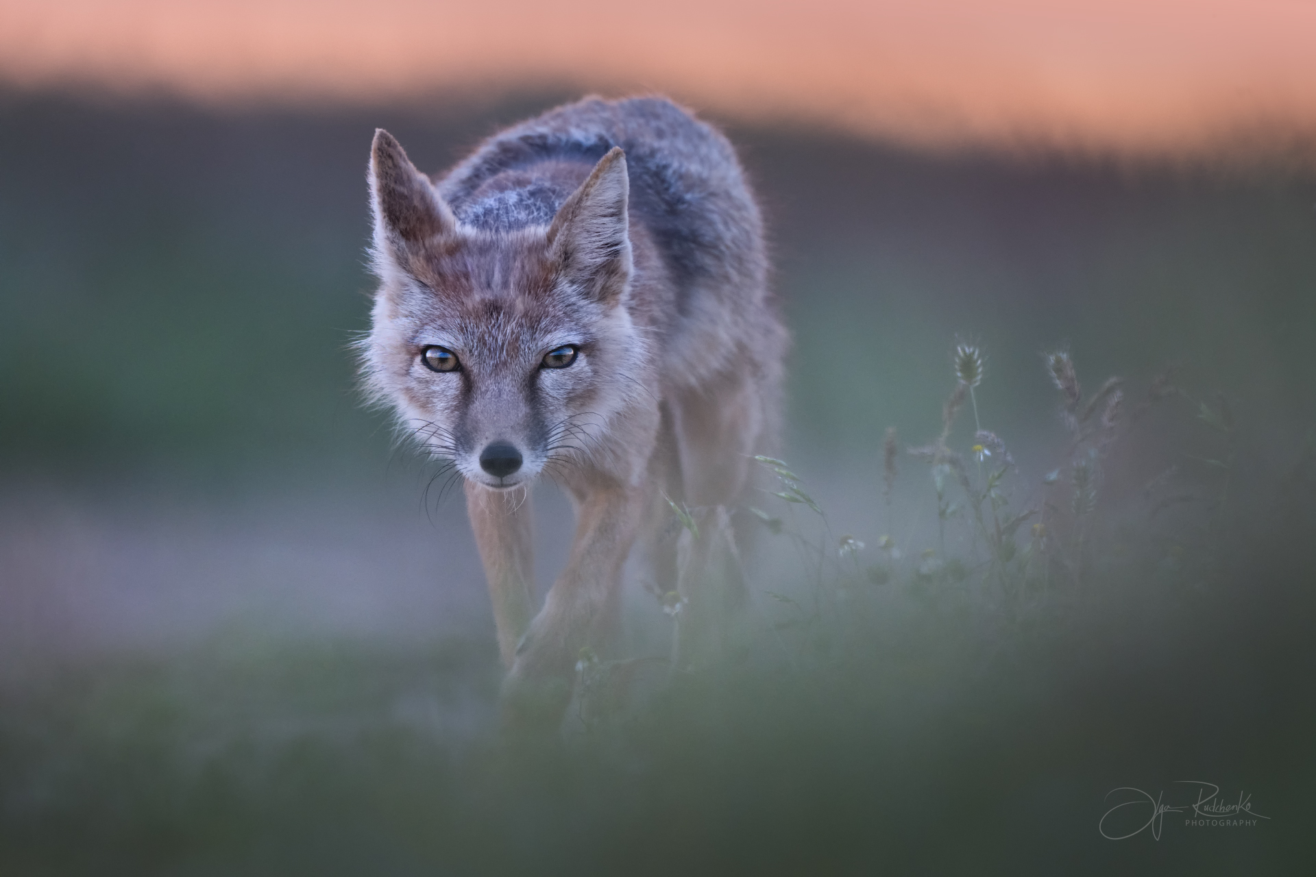 Рожденная ветром