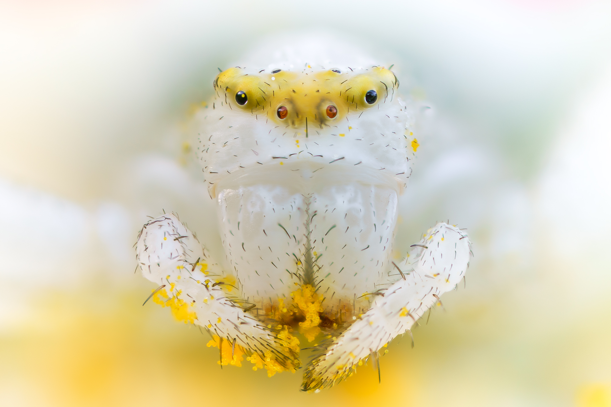 Цветочный паук с пыльцой