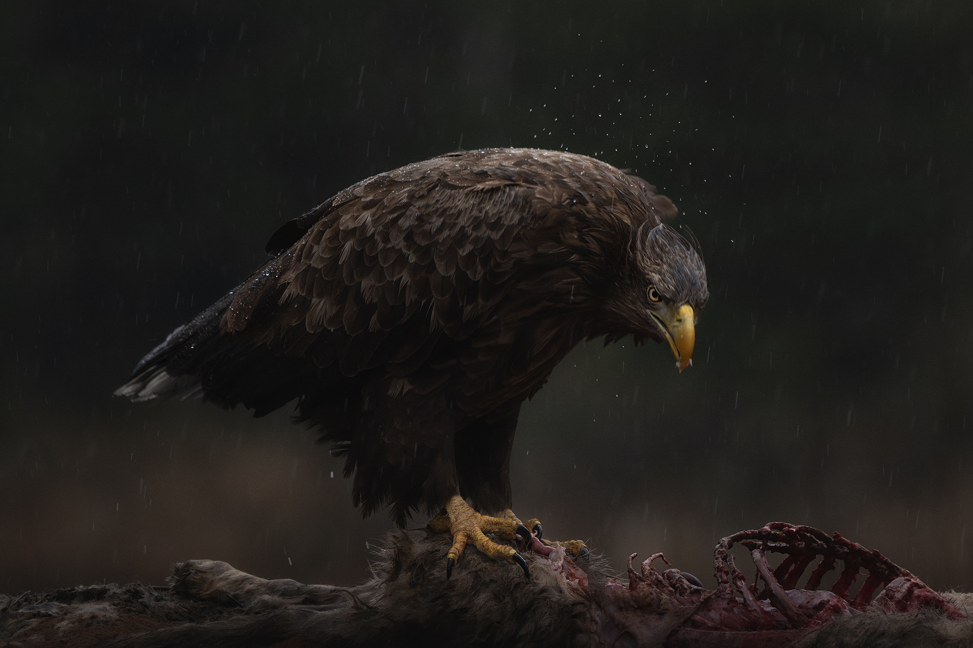 Мокрый. Голодный. Злой.