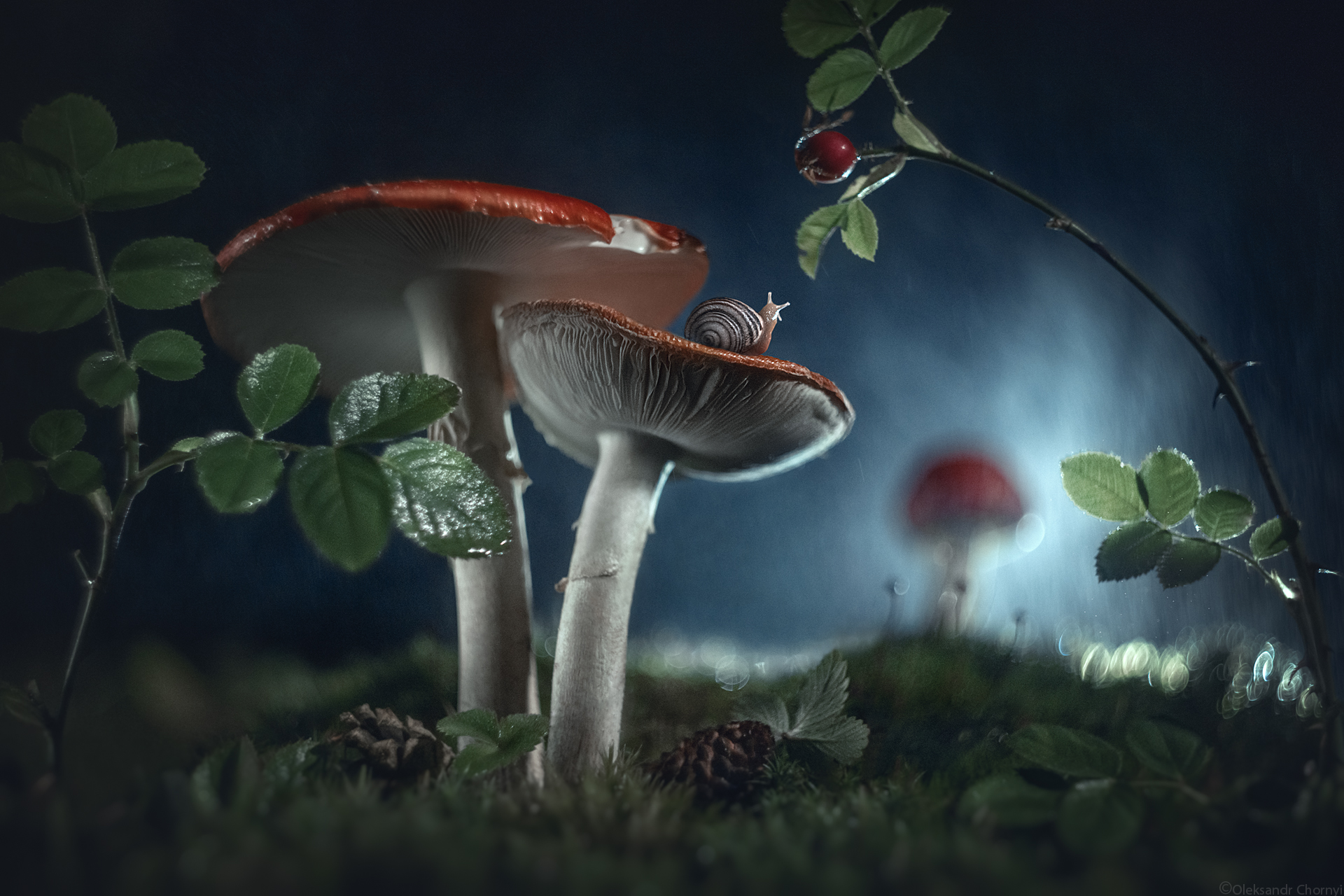 "Сказка на ночь"