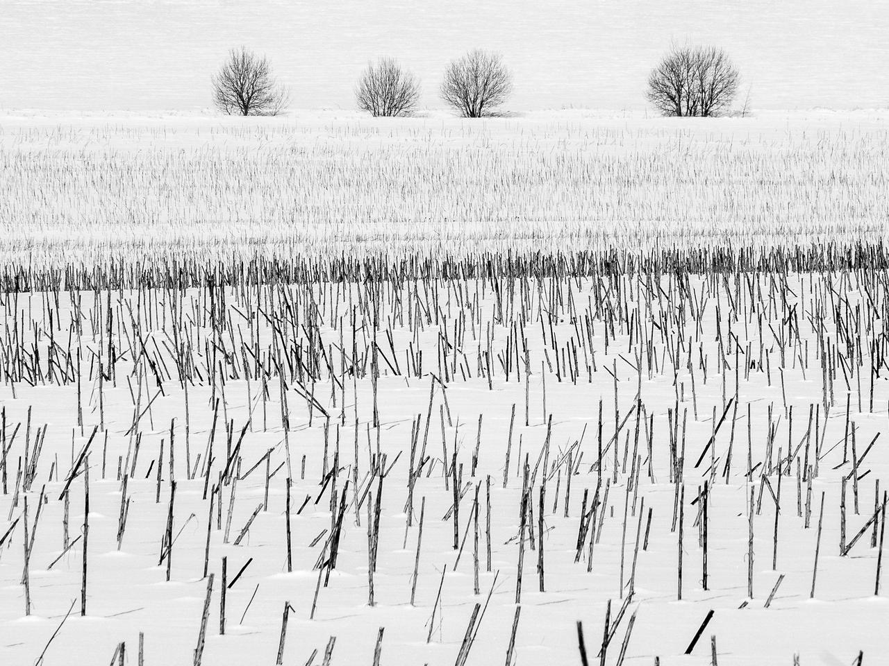 Зимнее поле