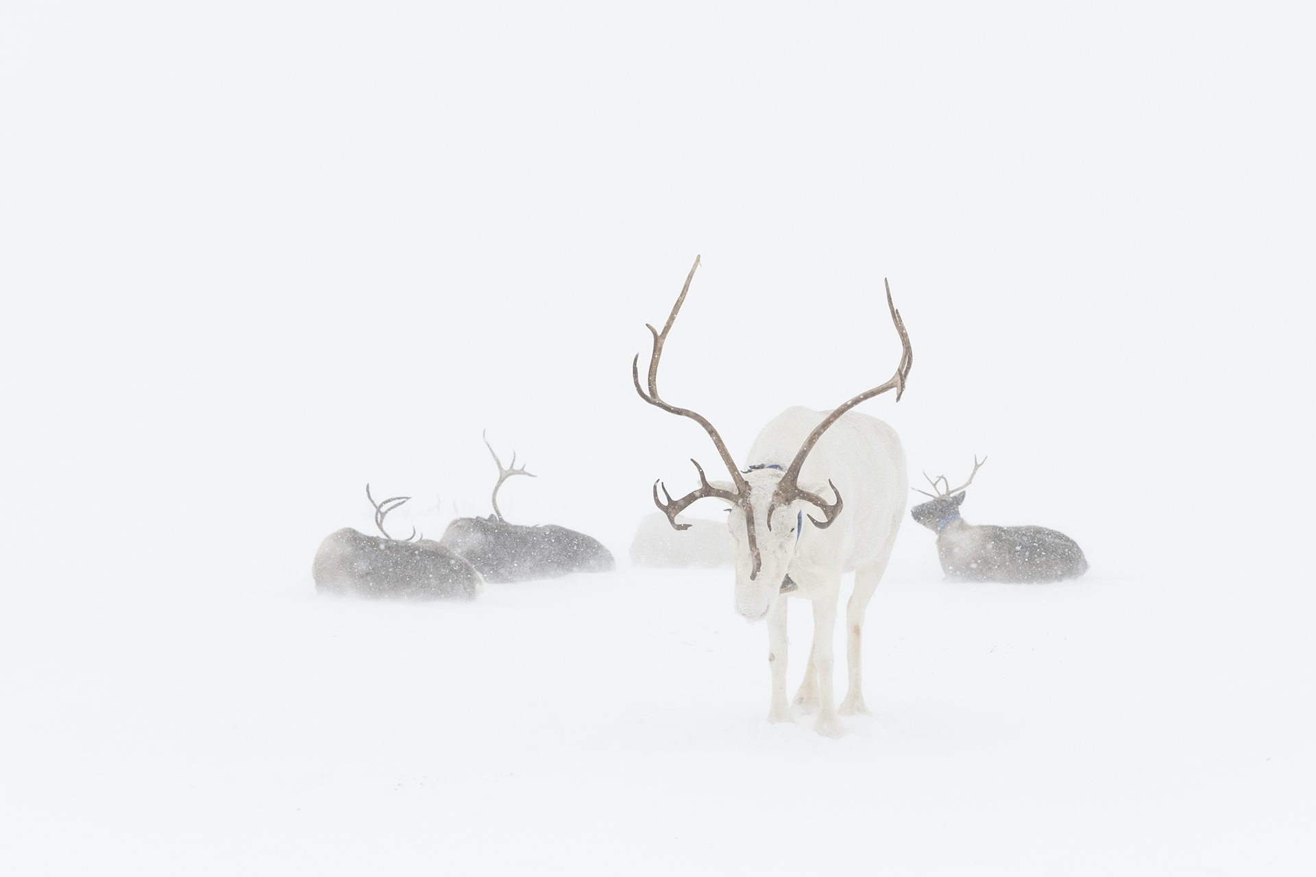 В белой метели