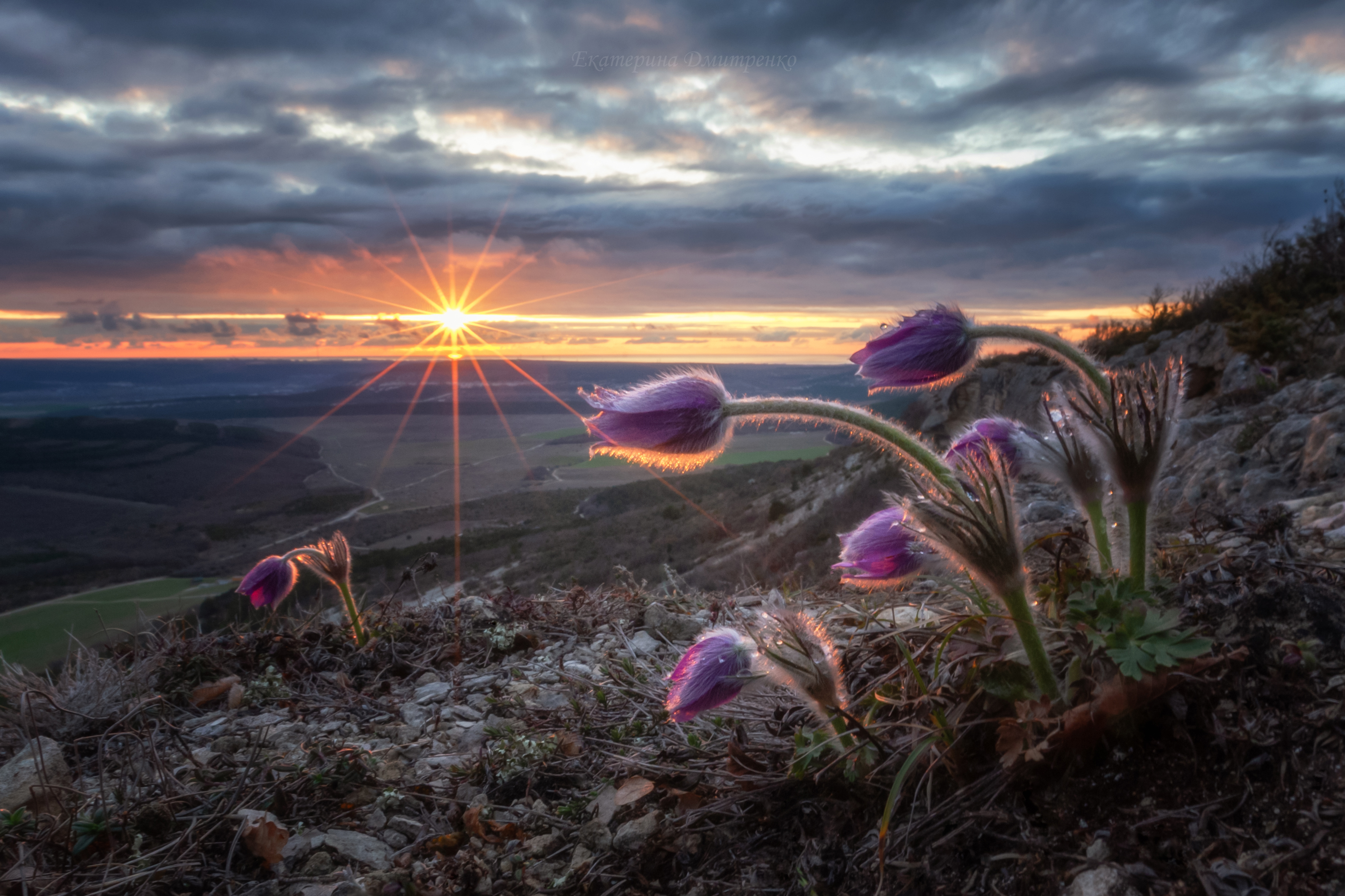 Сон–трава на закате