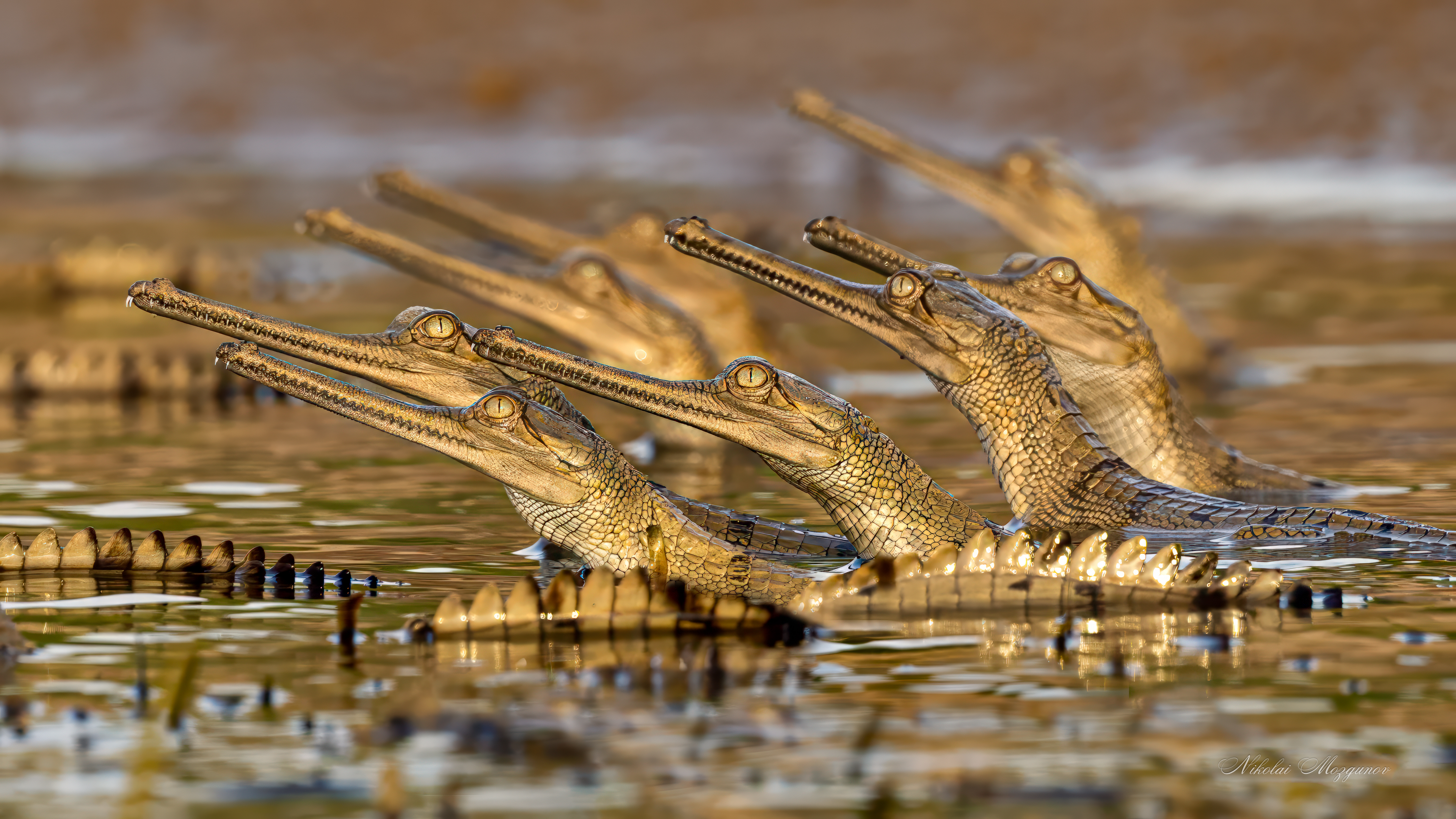 Крокодилы Гавиалы