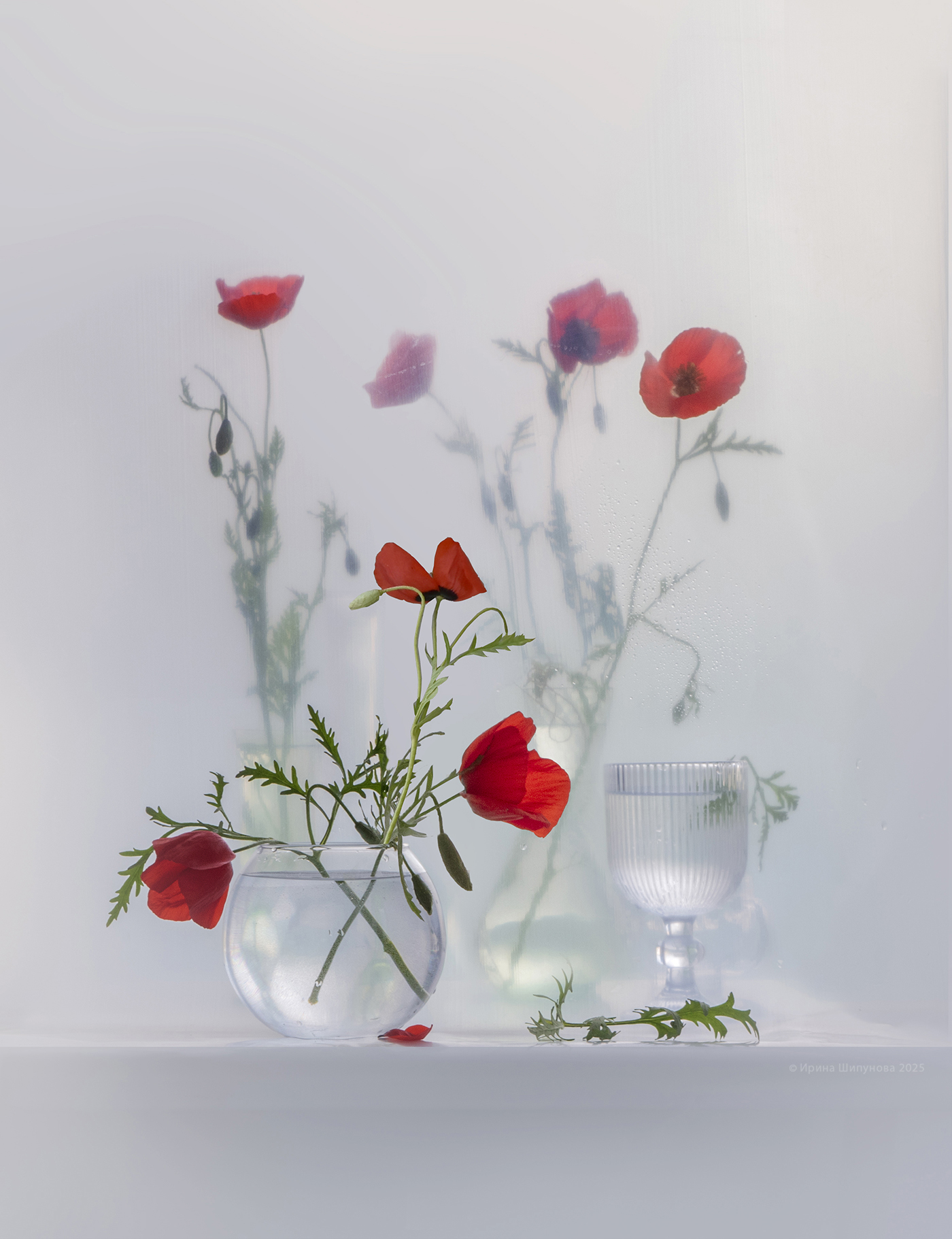 Маковая рапсодия