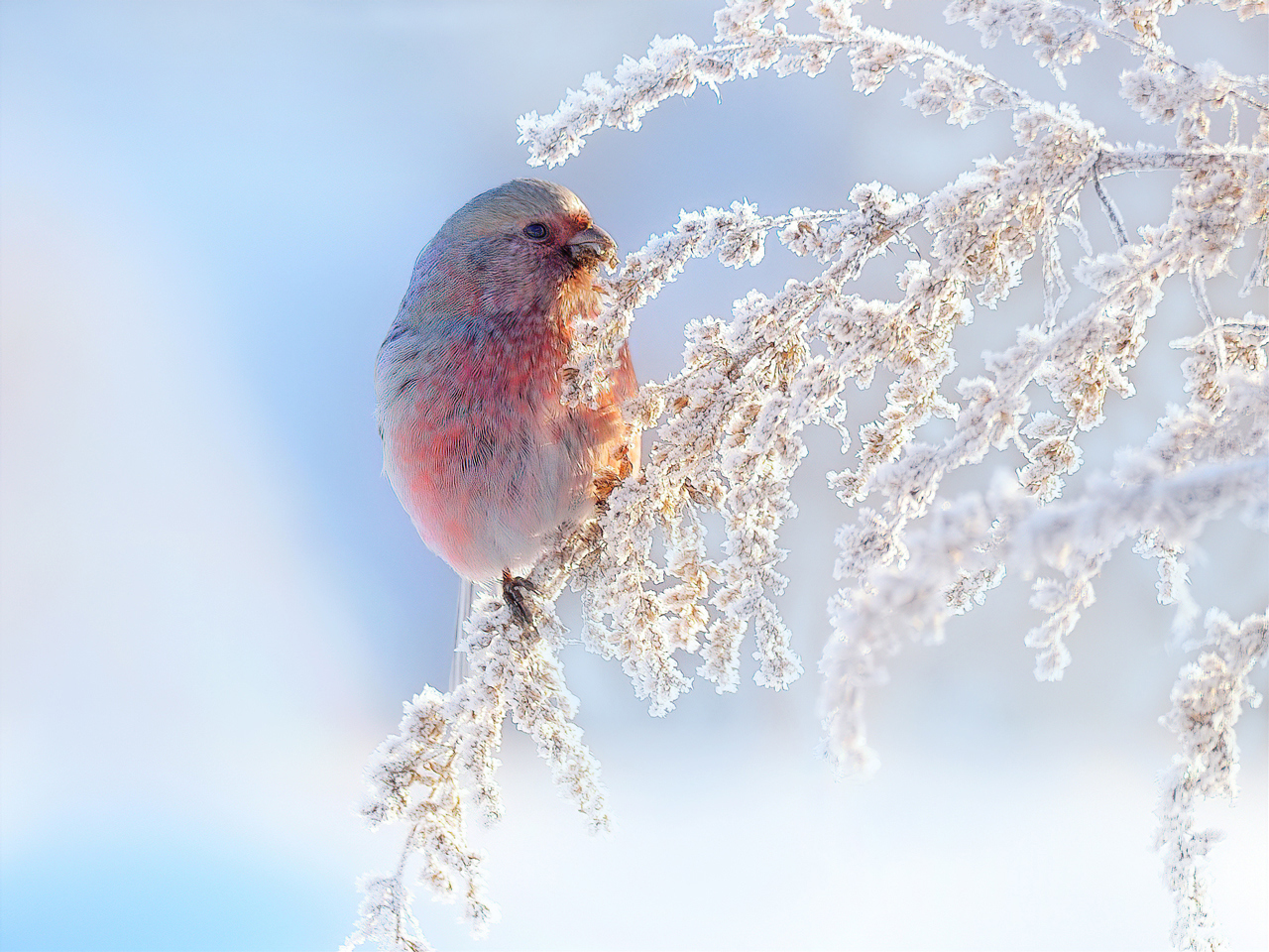 На зимней веточке полыни