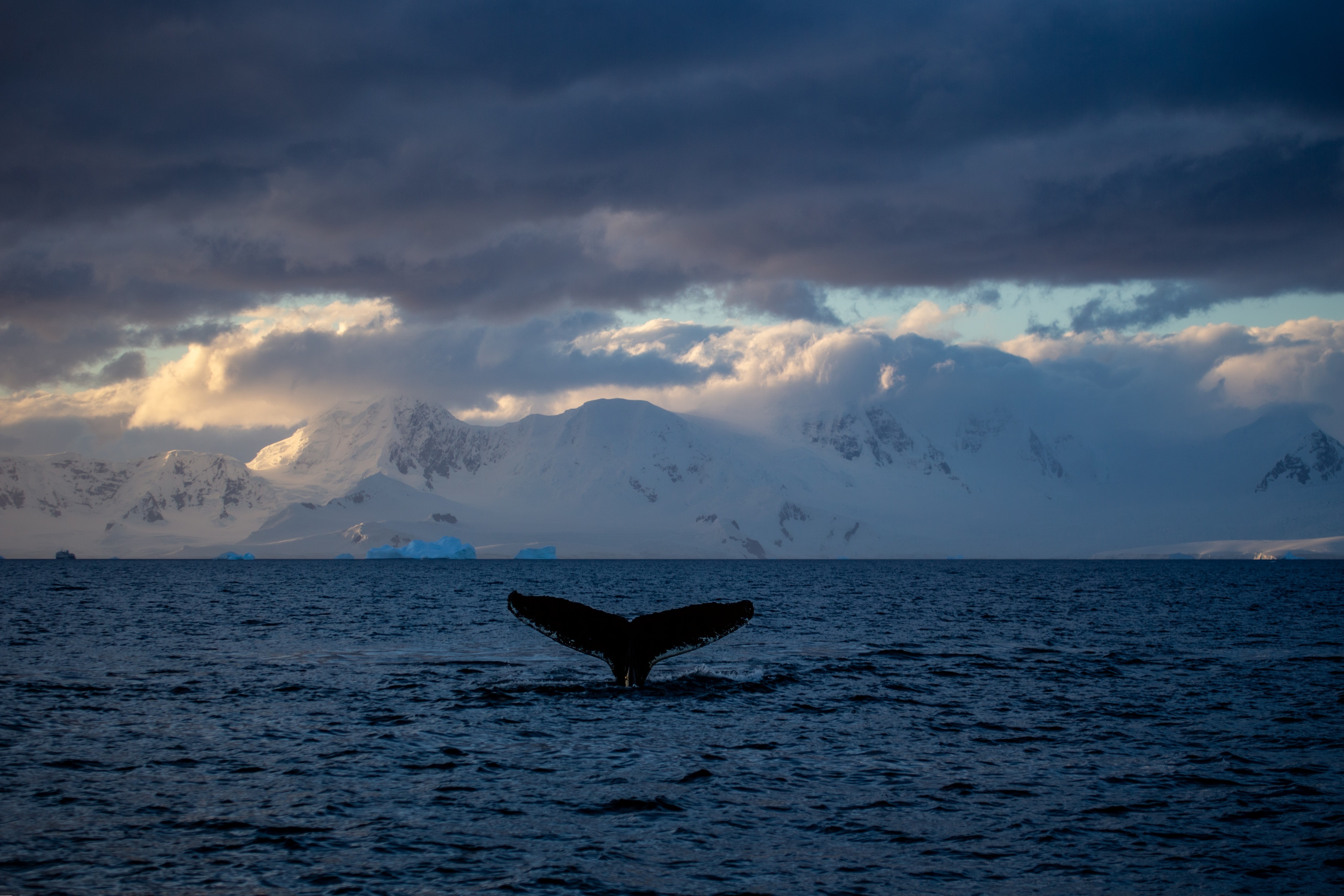 Antarctica: Кит уходит на ночлег!