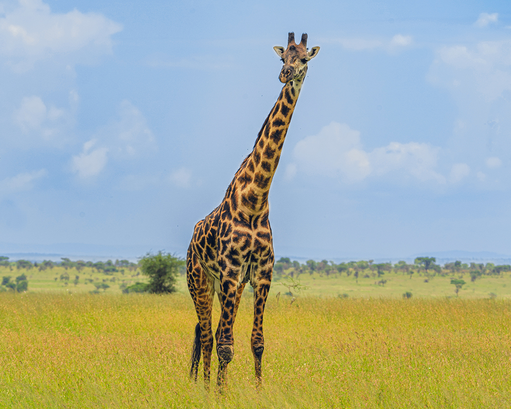 Жираф большой.....