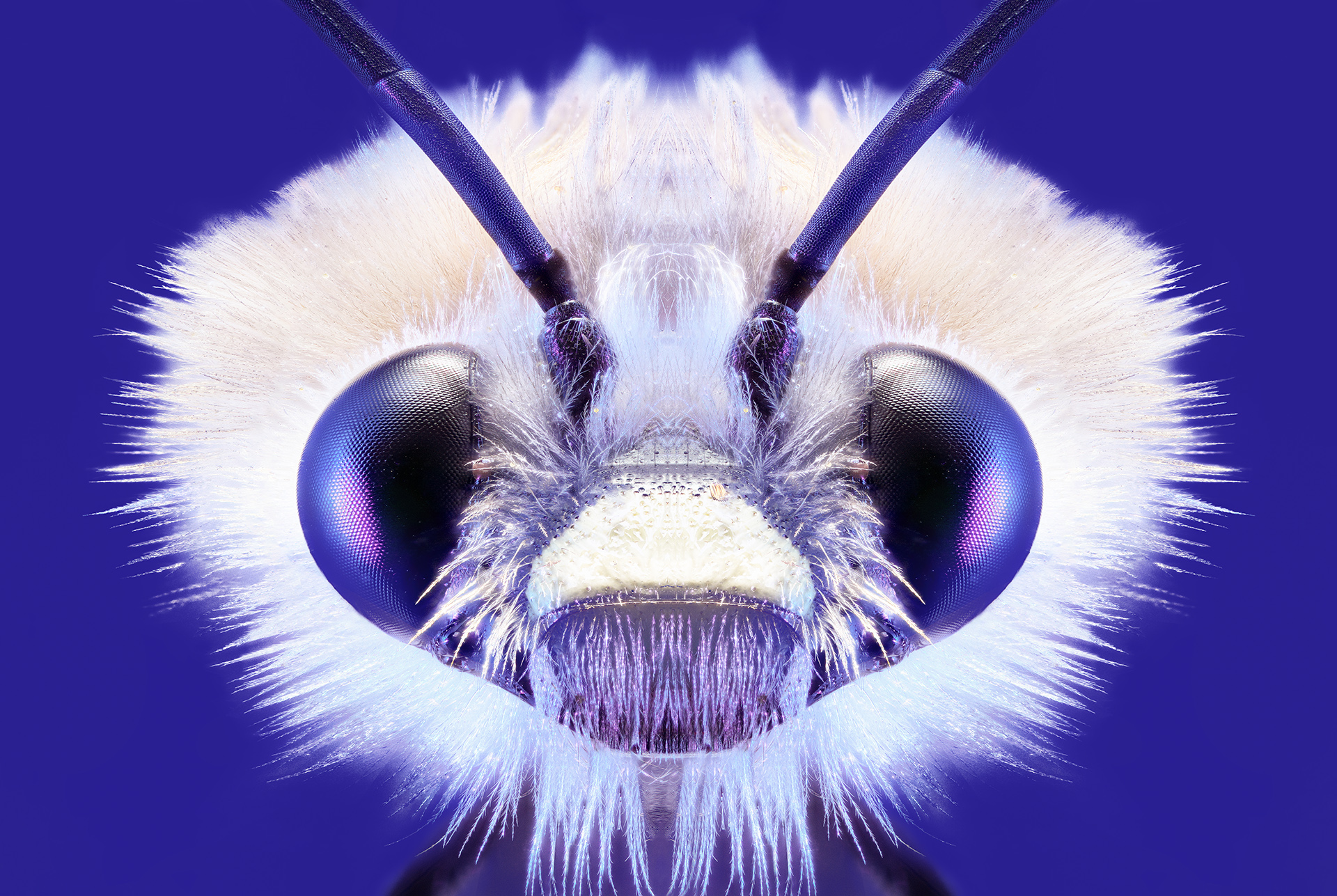 Пчела с львиной мордой