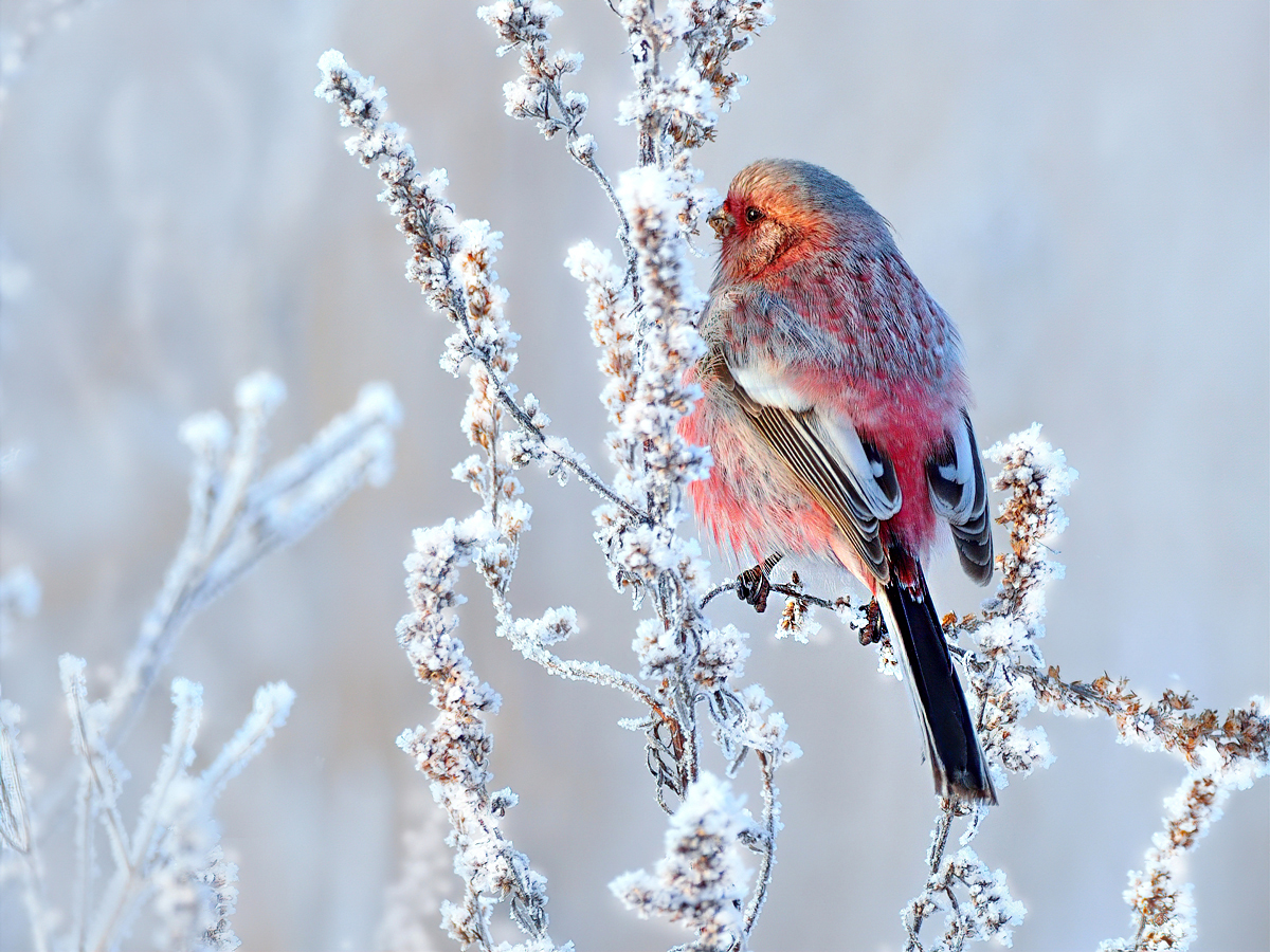 На зимней веточке полыни