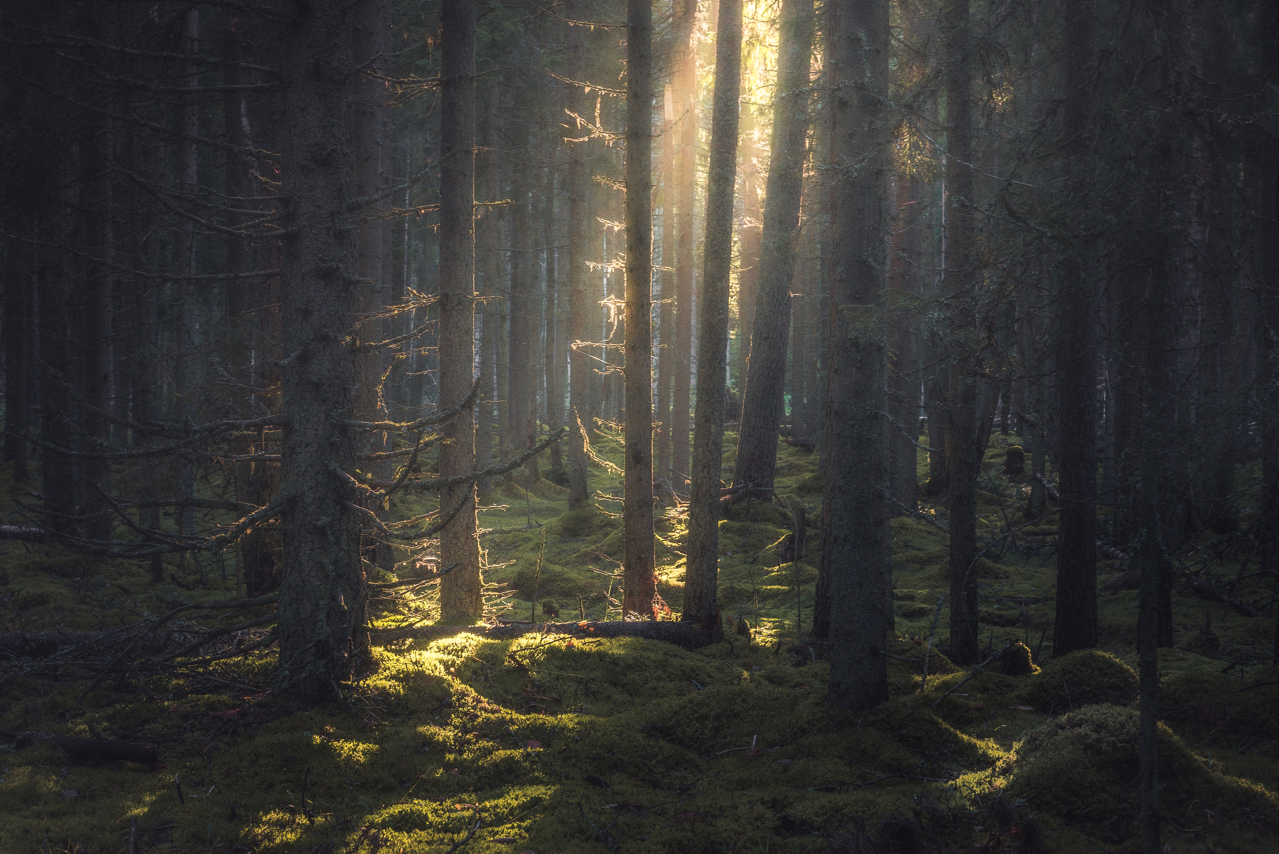 Карельский мотив