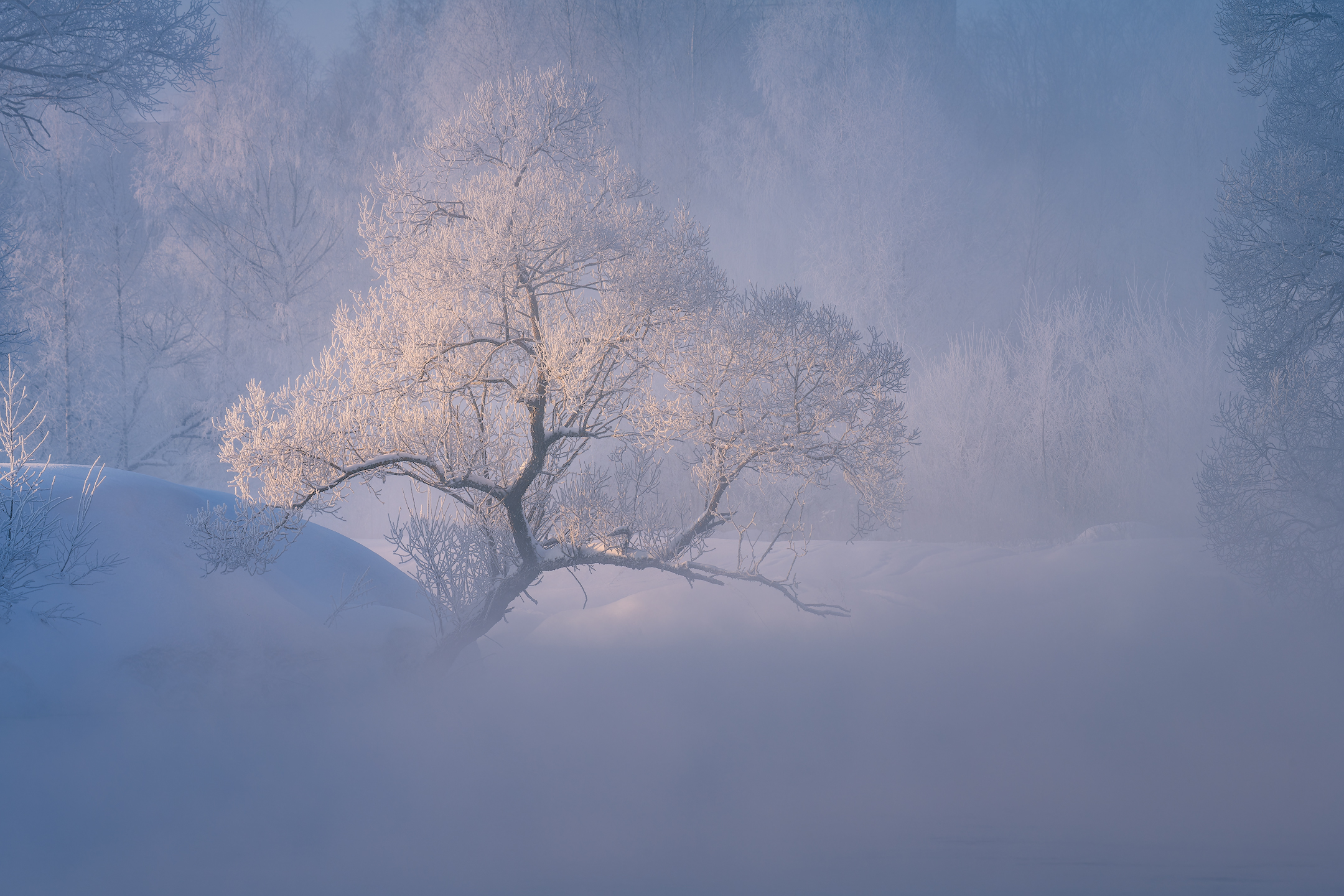Истринский "бонсай"