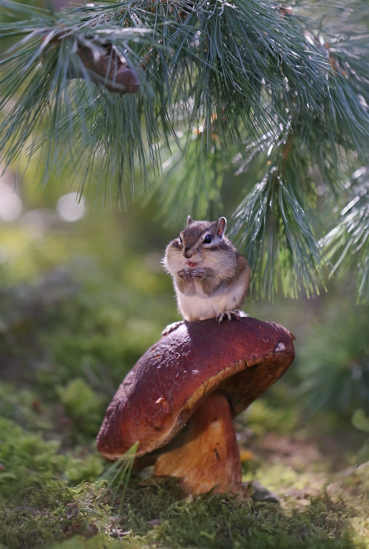 Бурундушарик