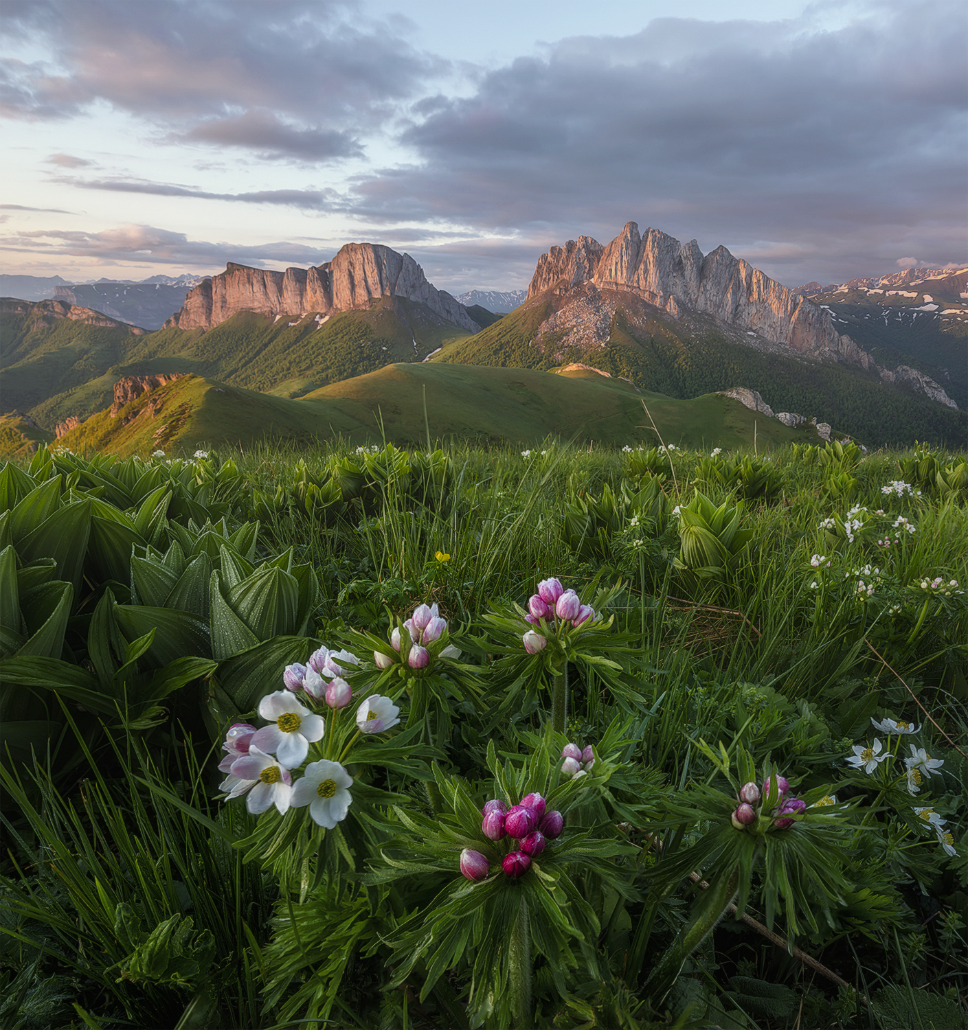 Ачешбок рассветный